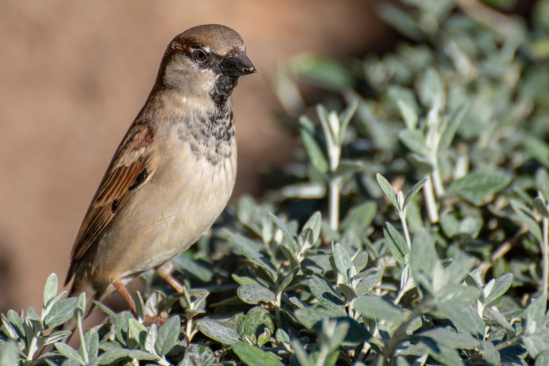 House Sparrow