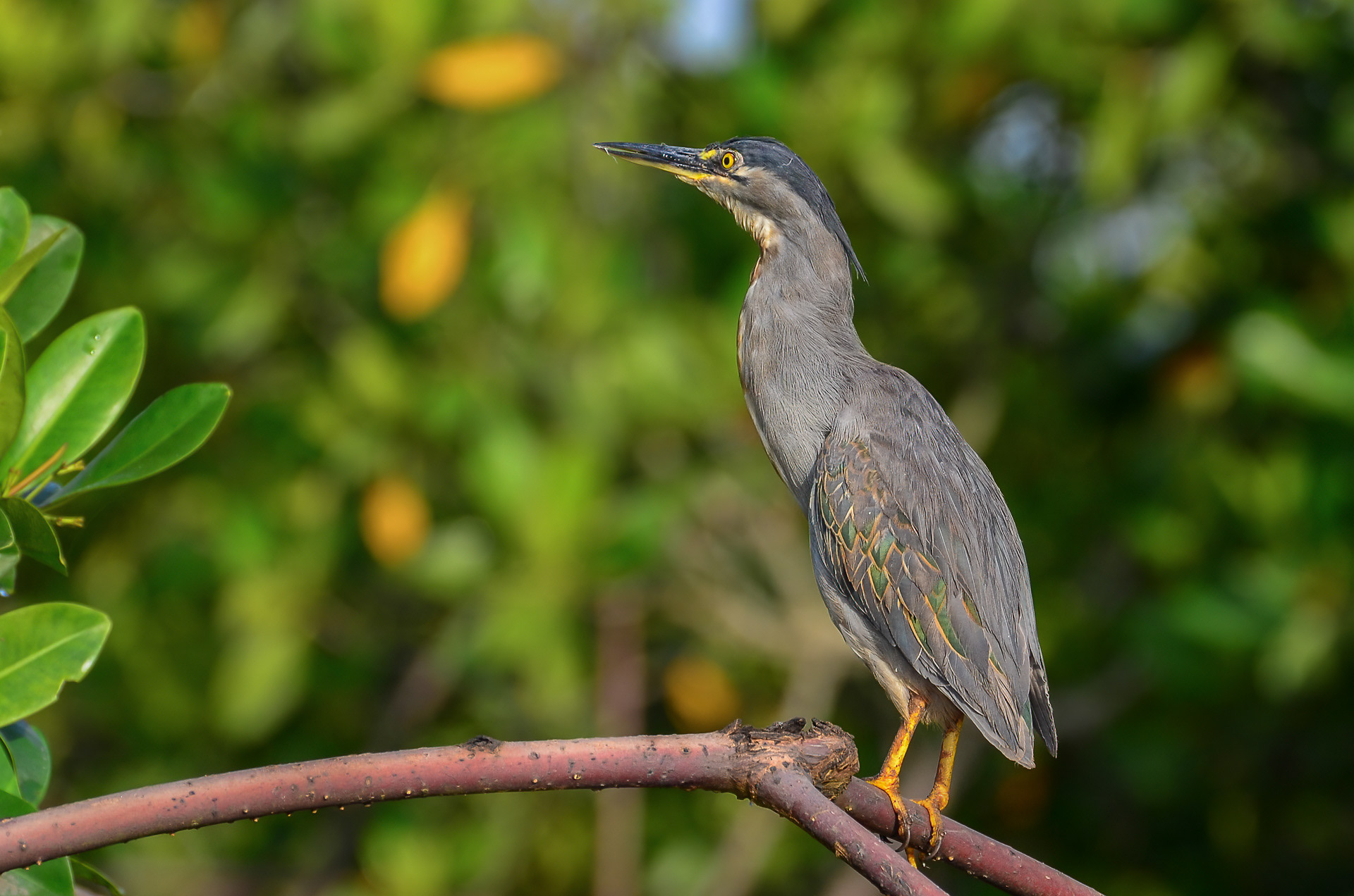 Striated Heron