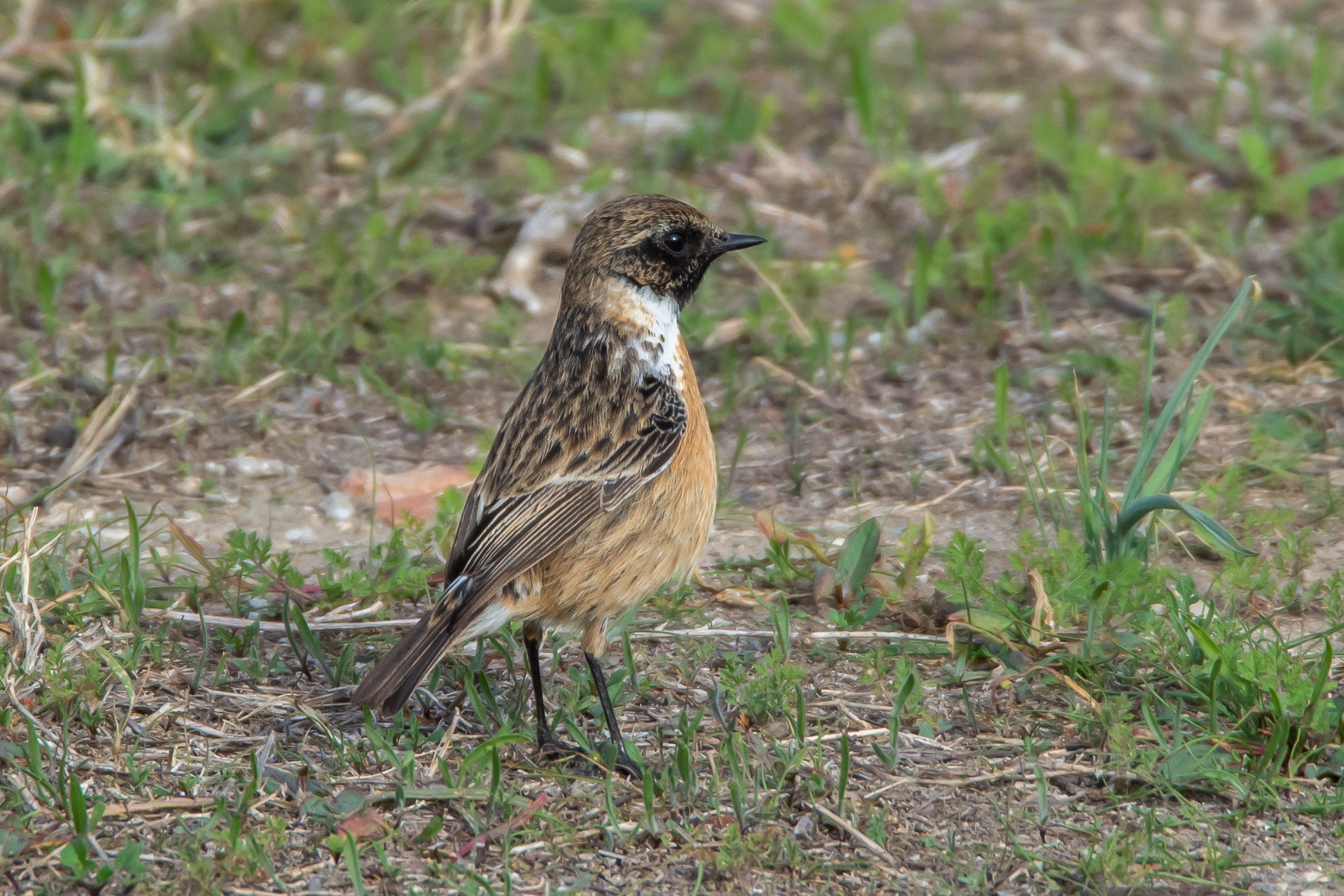 Stonechat (male)