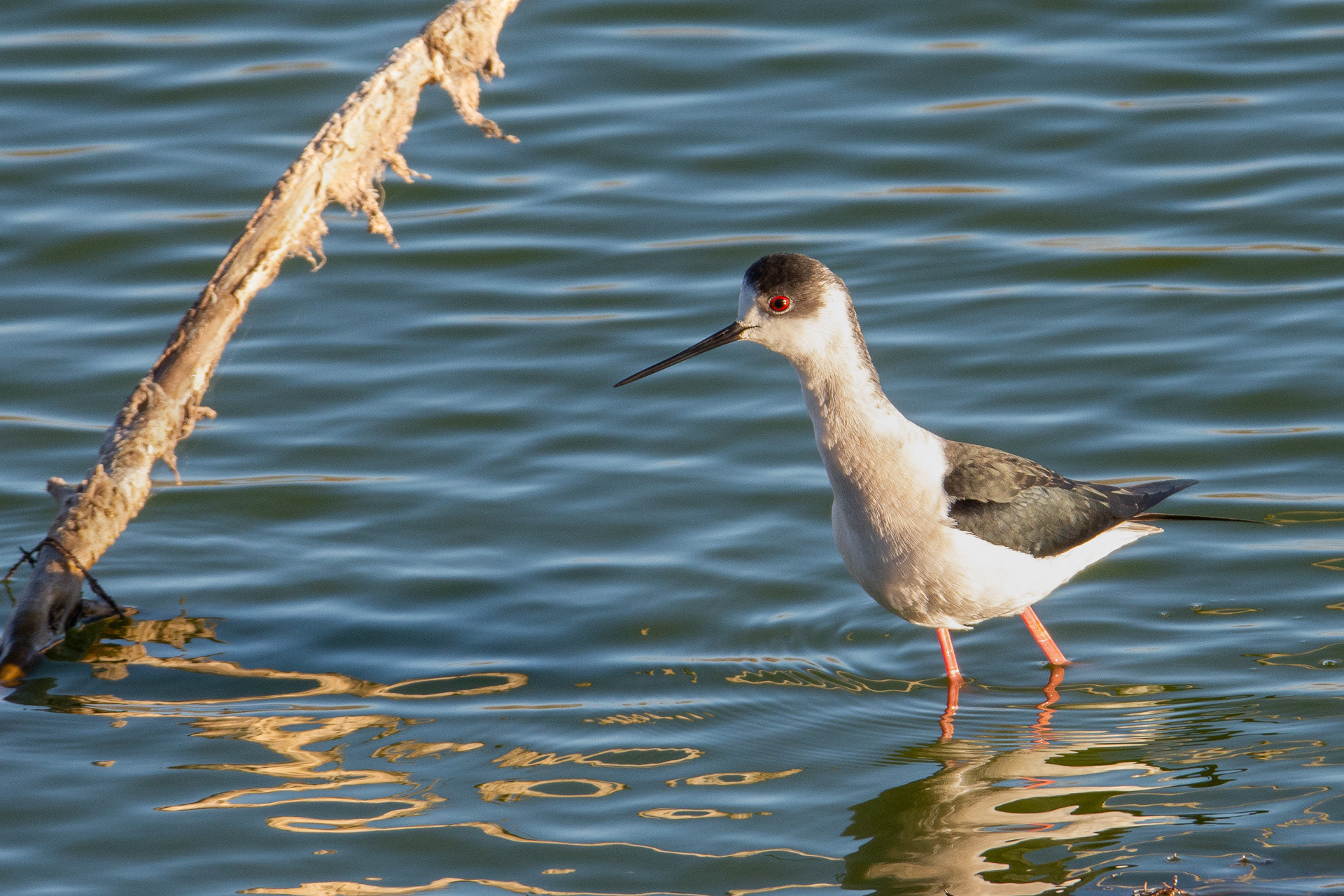 Black-winged Stilt