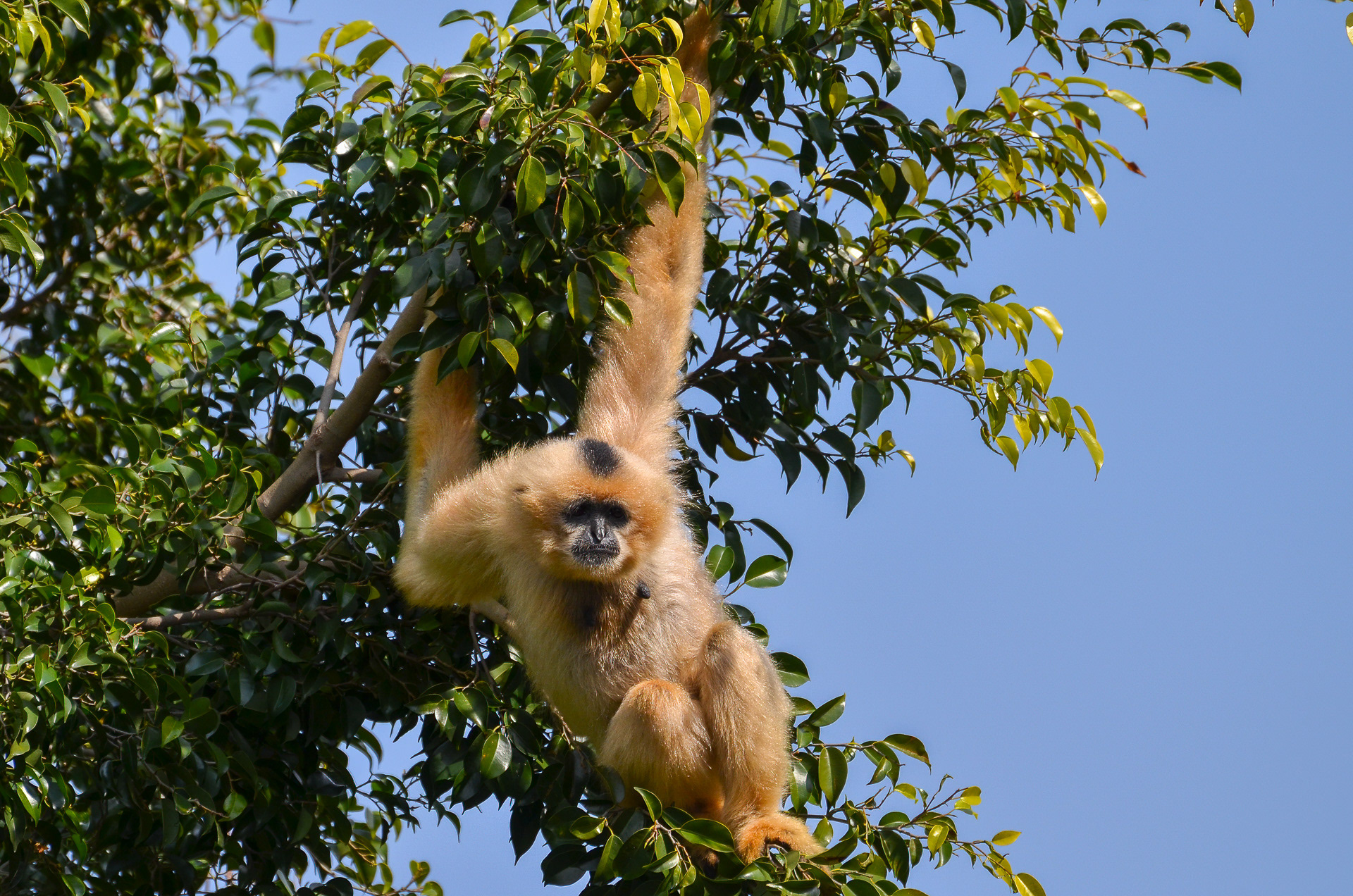 Gibbon, Yellow-cheeked (Nomascus gabriellae)