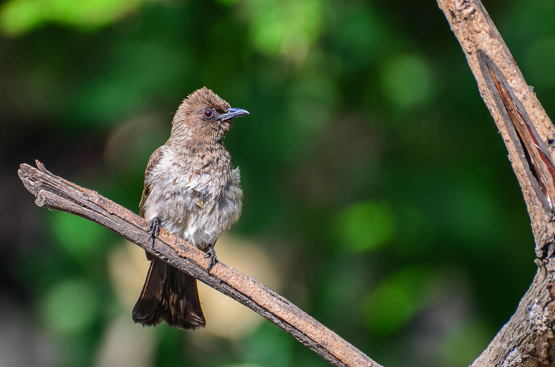 Common Bulbul