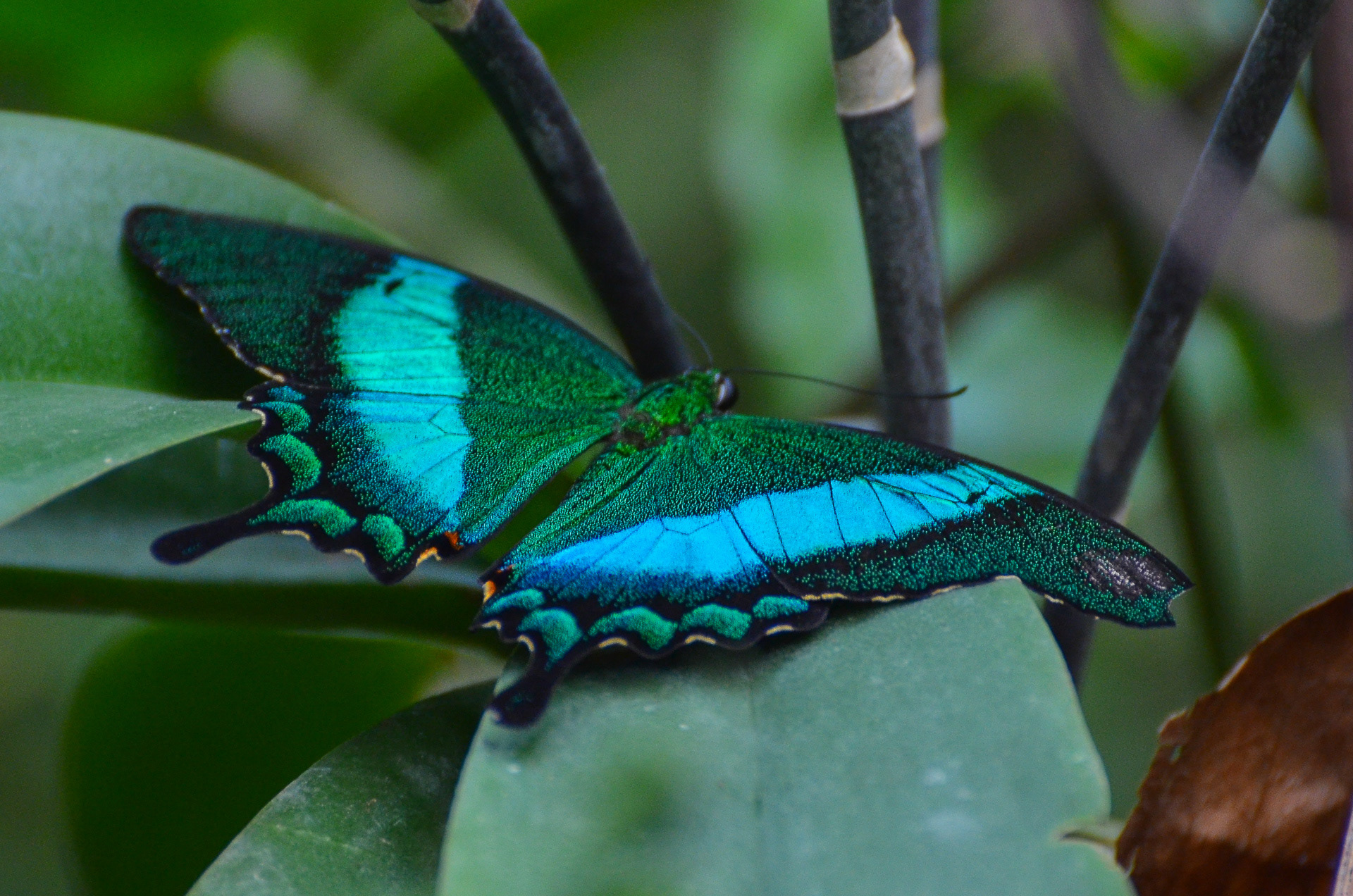 Emerald Swallowtail