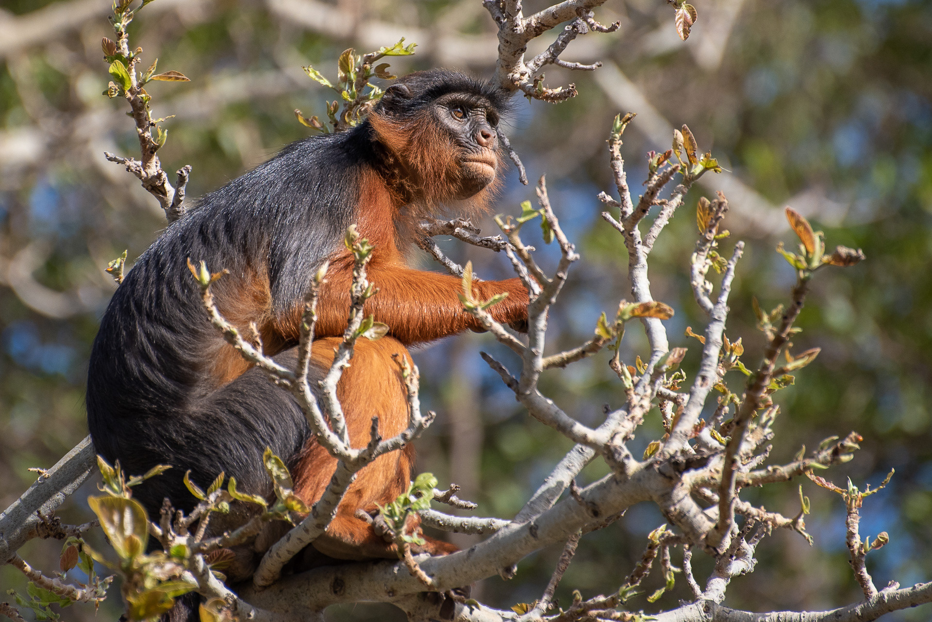 Colobus, Red (Piliocolobus badius)