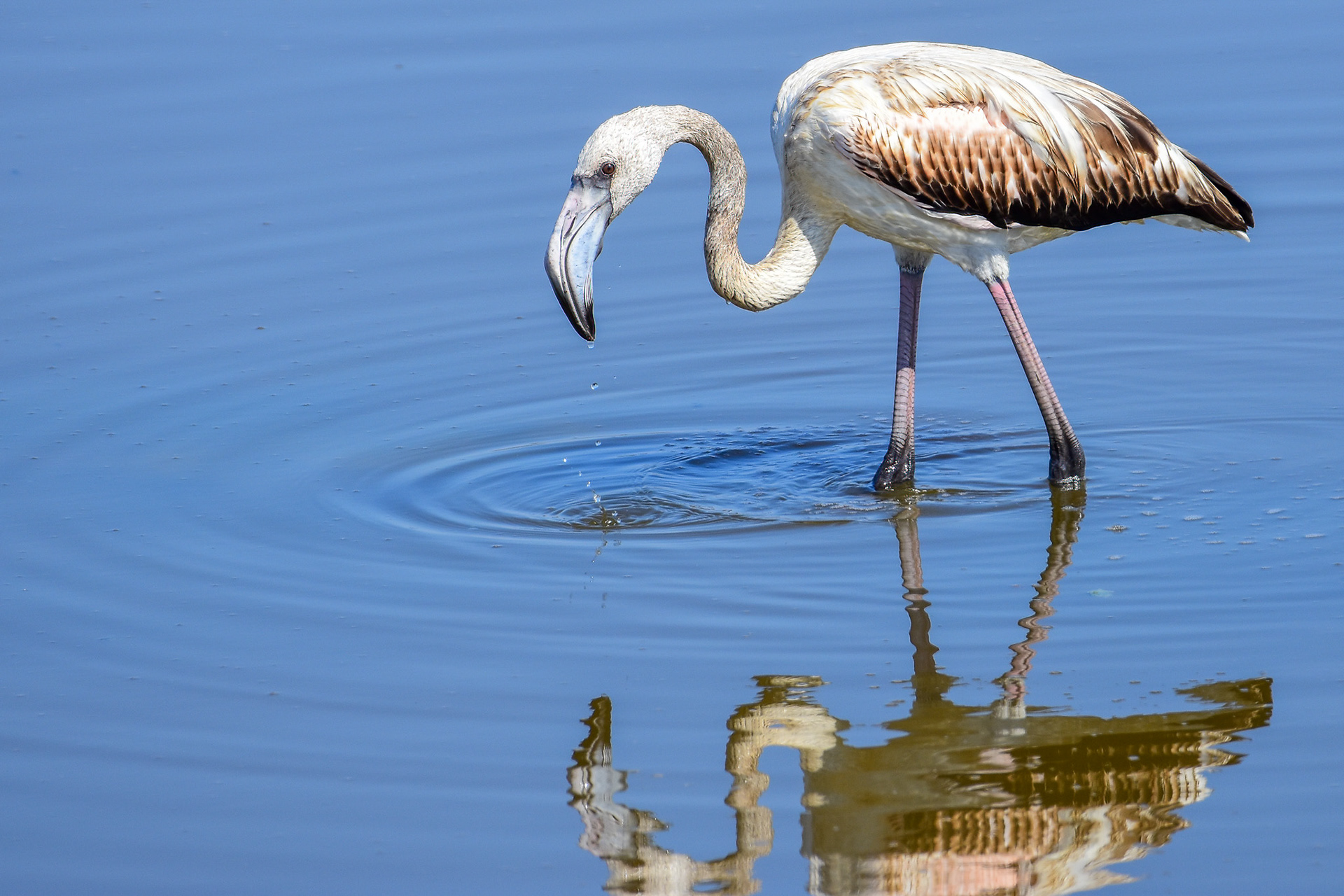 Greater Flamingo