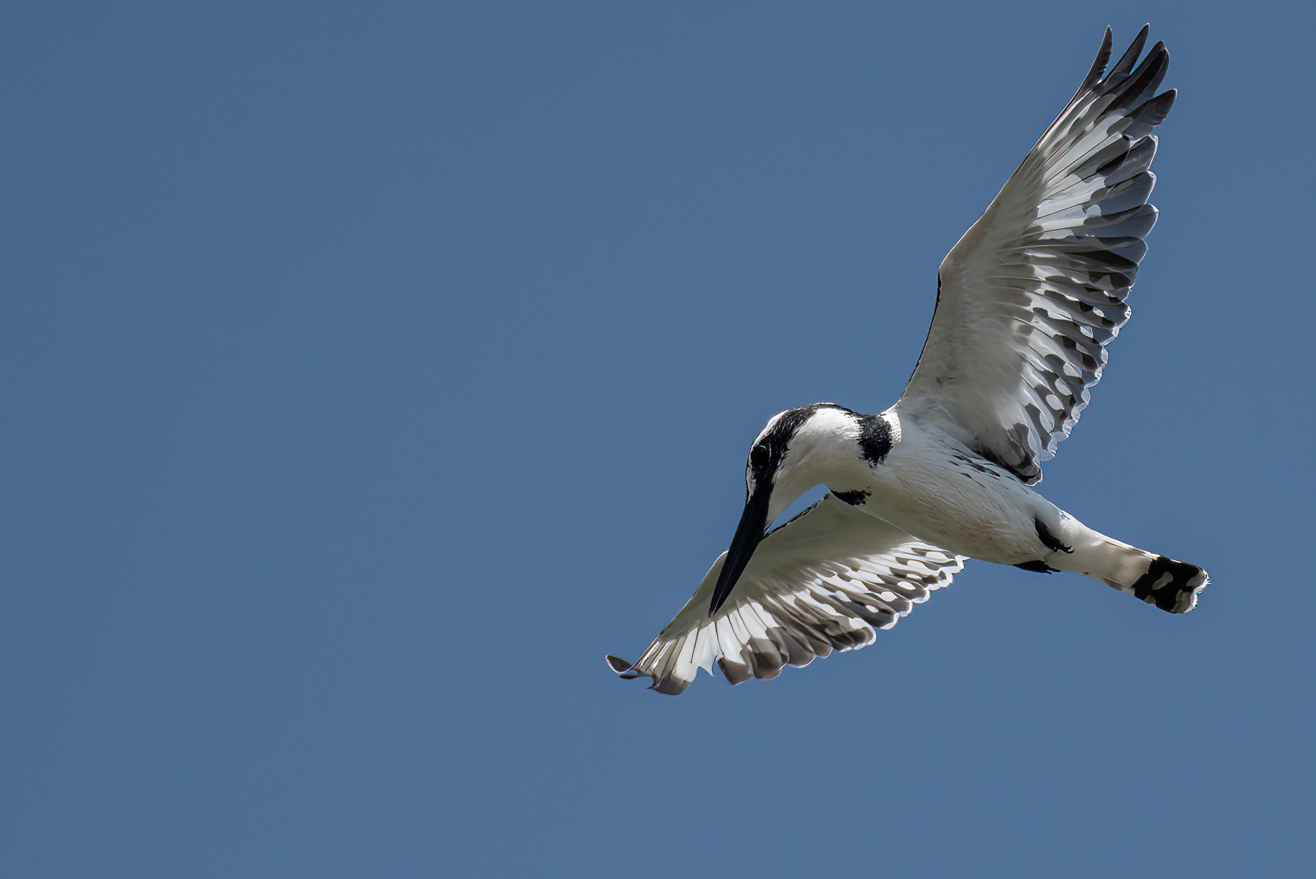 Pied Kingfisher (female)