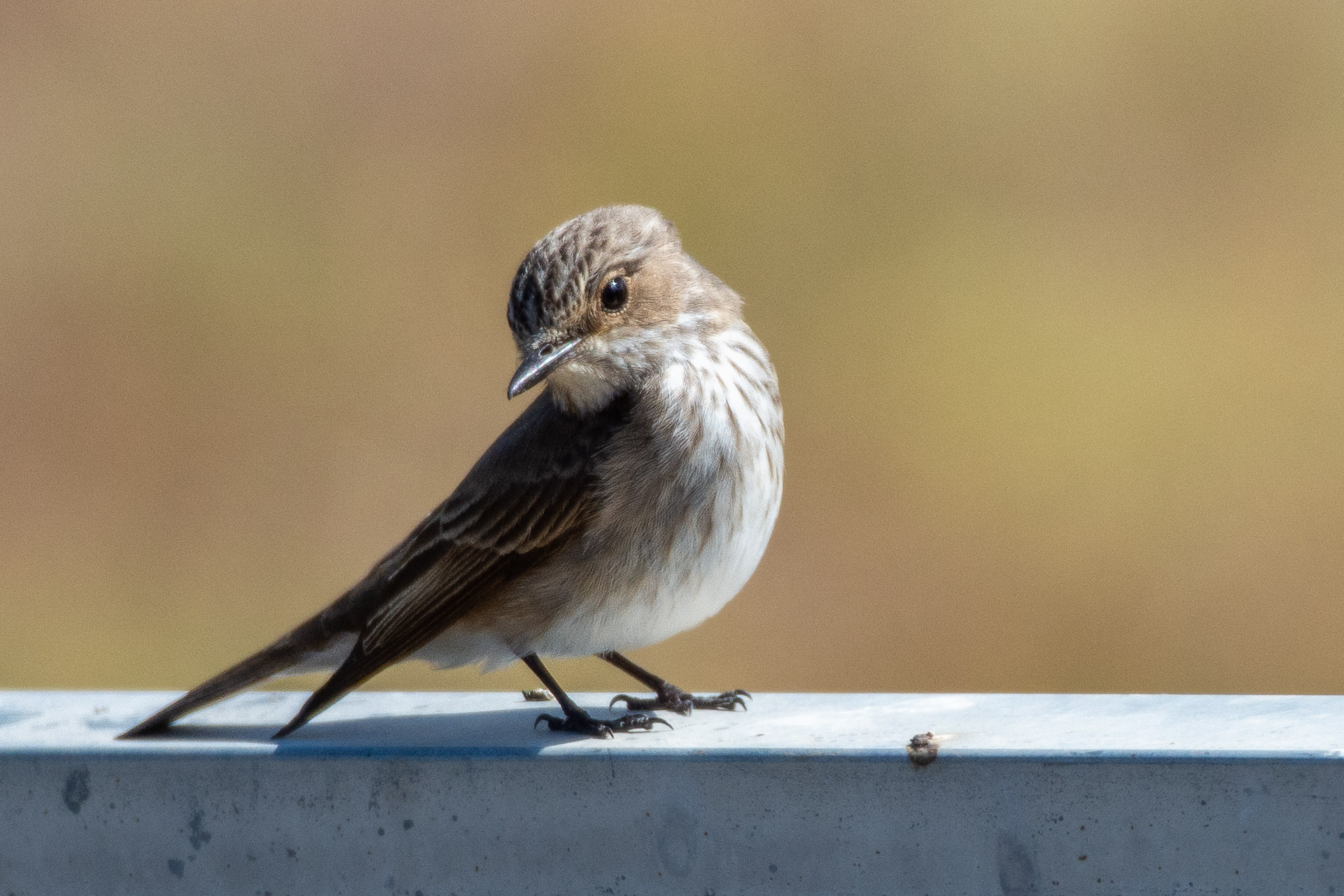 Flycatcher, Spotted (Muscicapa striata)