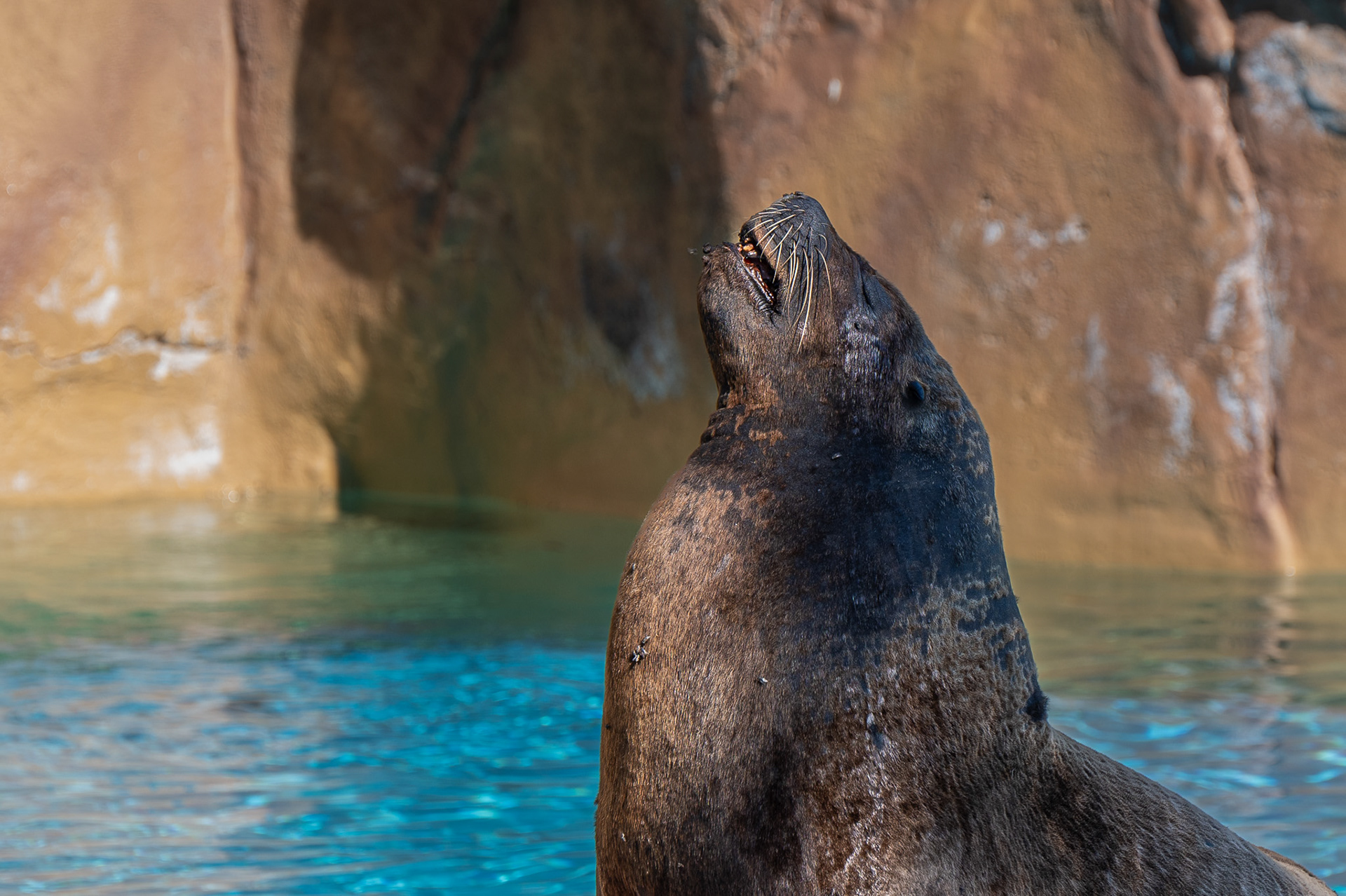 Sealion
