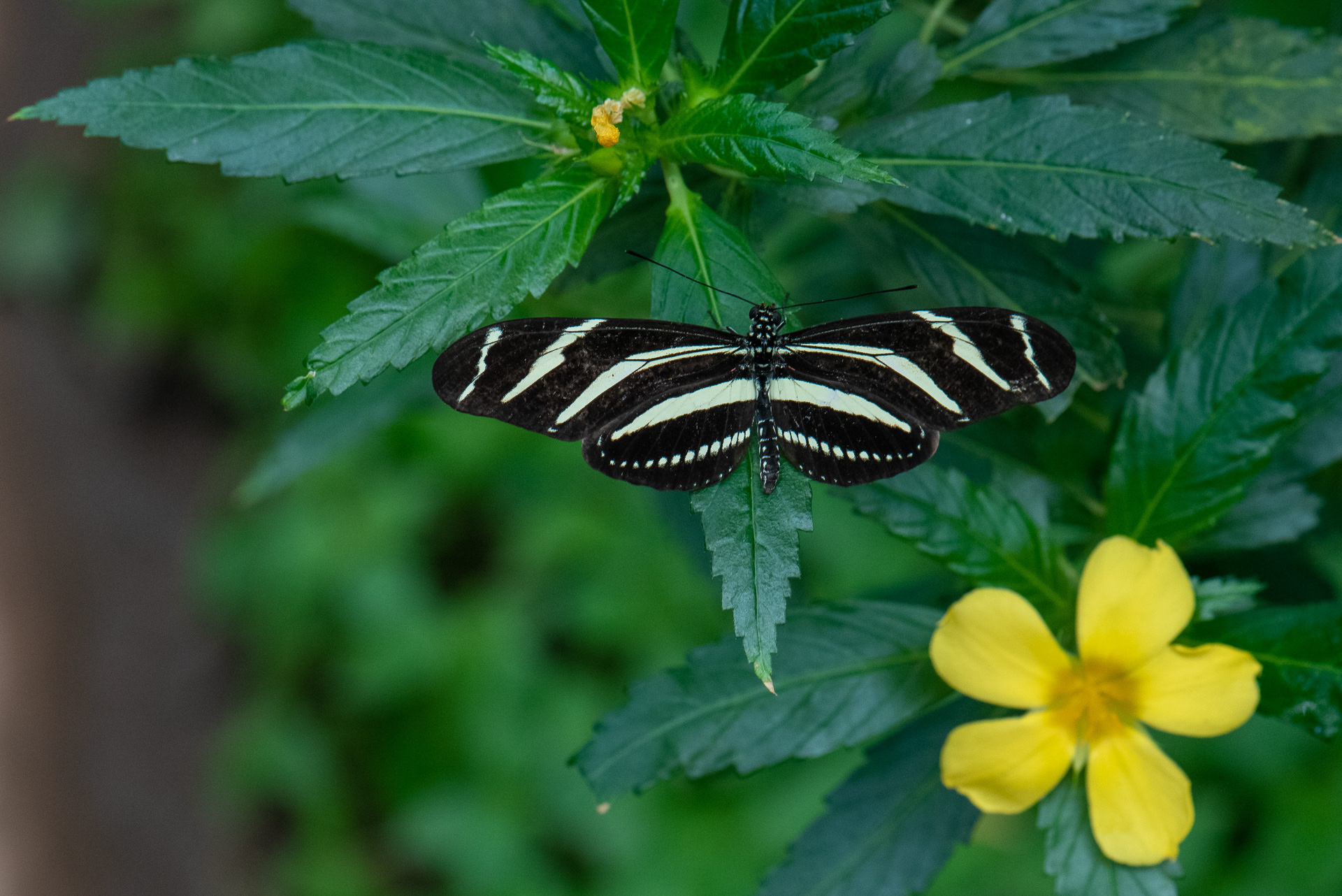 Zebra Longwing