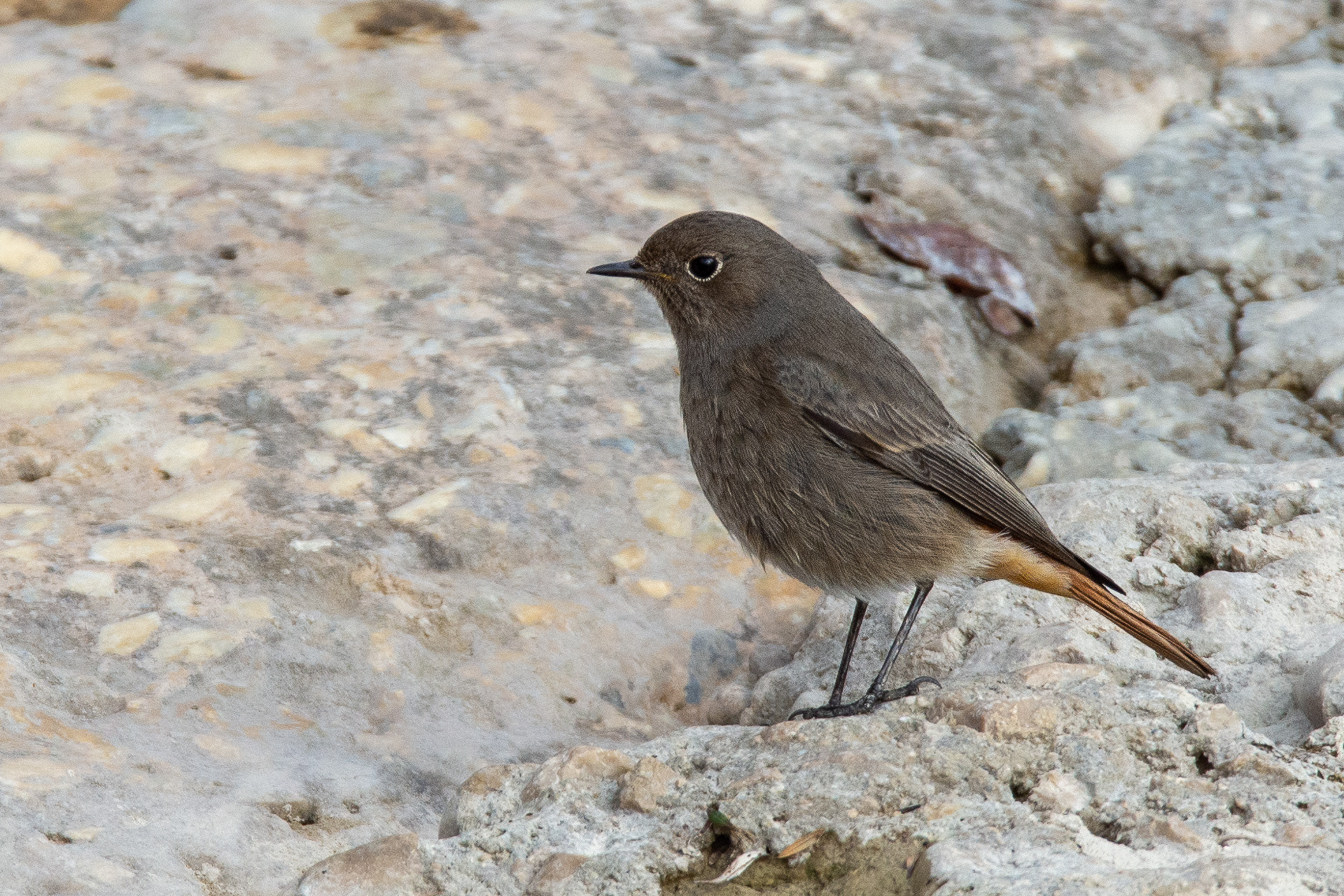 Black Redstart (female)