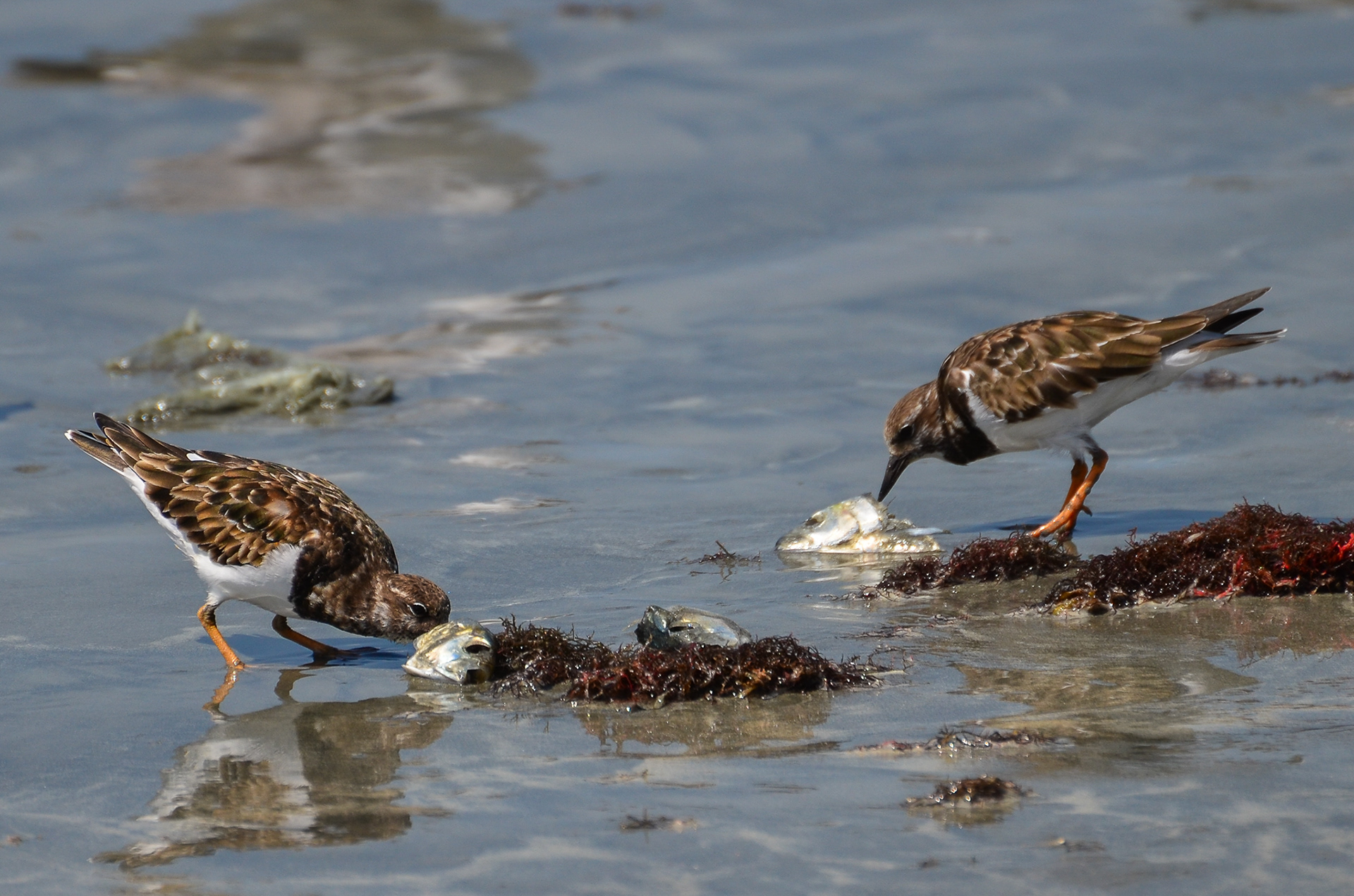 Ruddy Turnstone