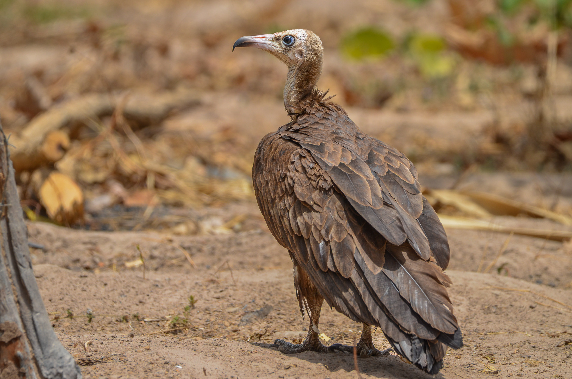 Vulture, Hooded (Necrosyrtes monachus)