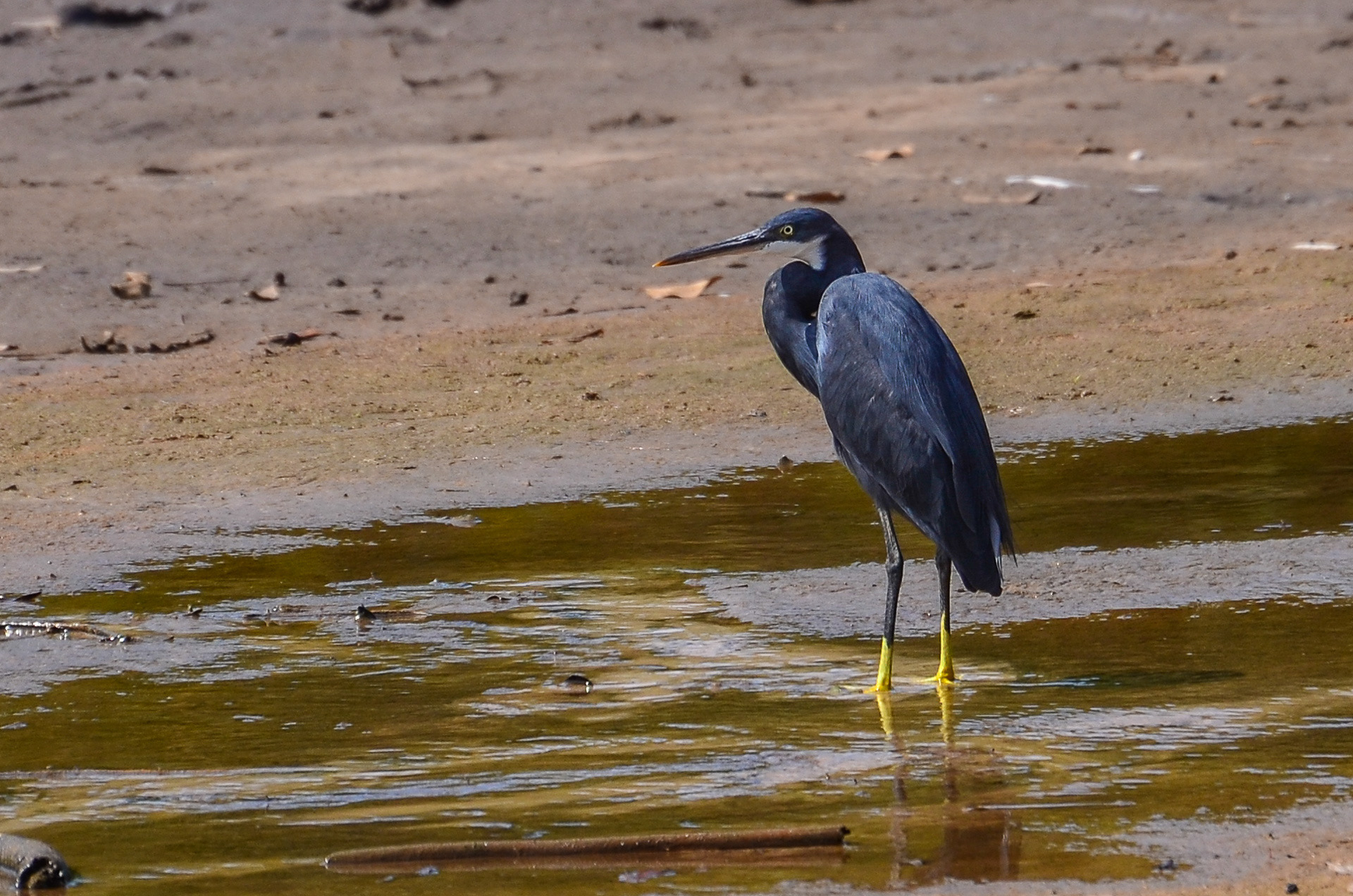 Western Reef Heron