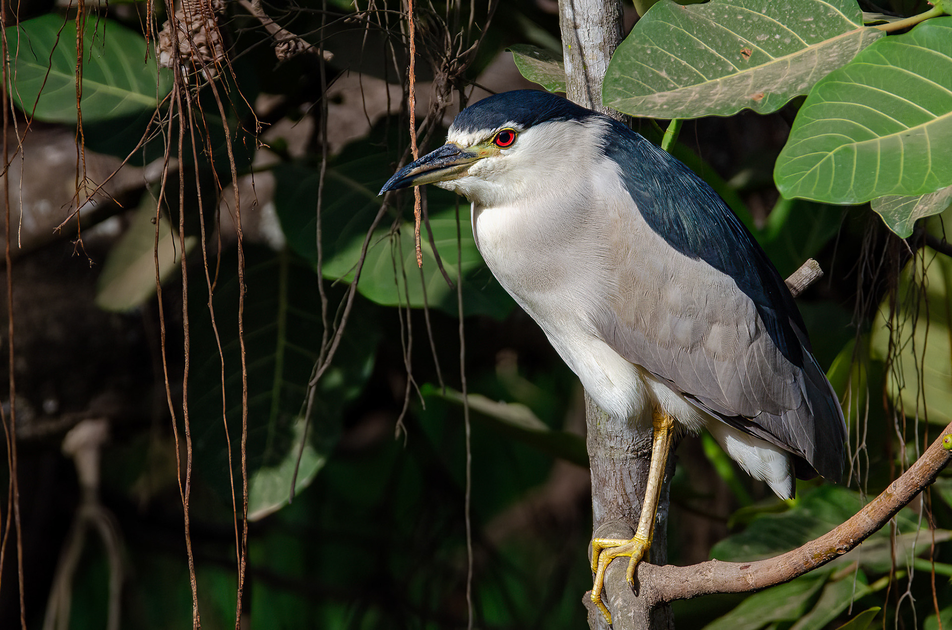 Black-crowned Night Heron