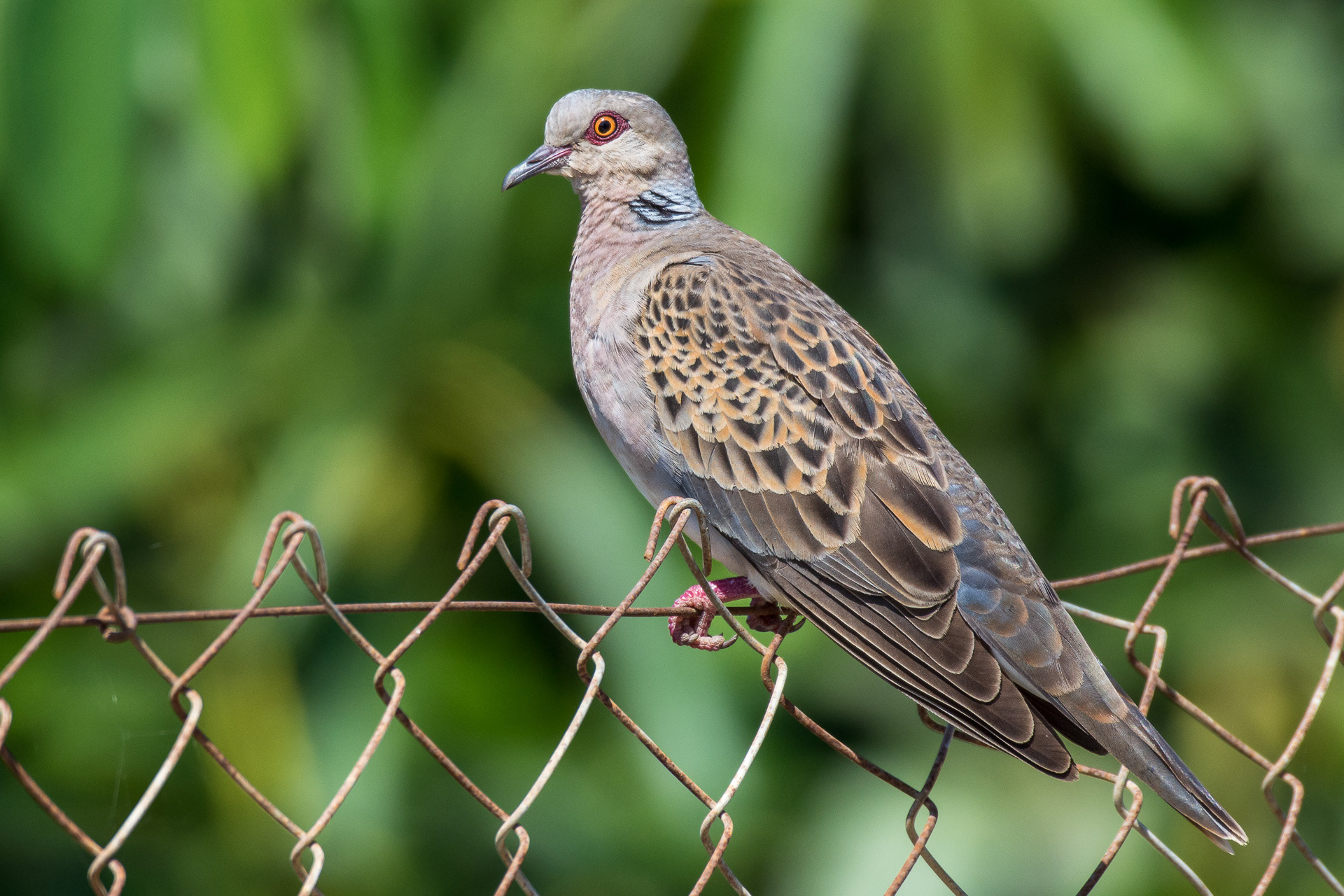 Dove, European Turtle (Streptopelia turtur)