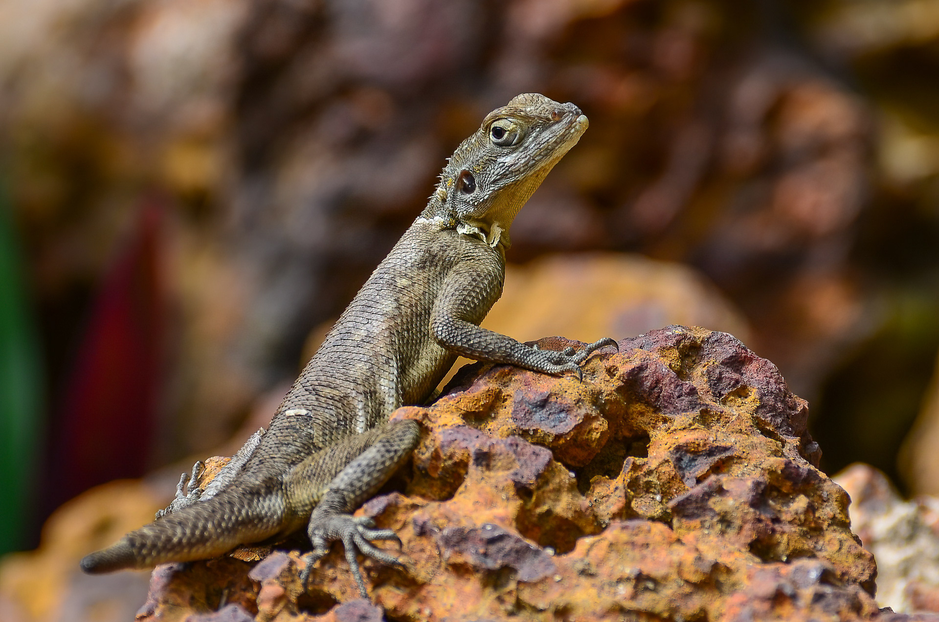 Agama