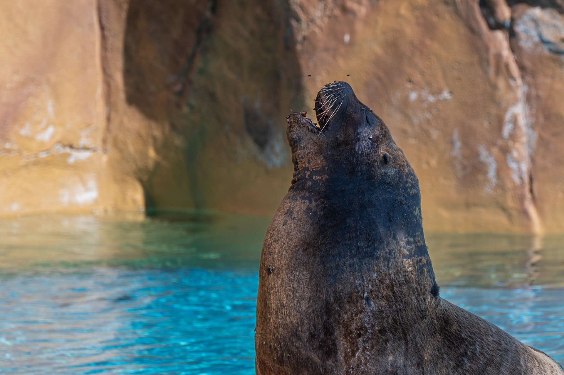 Sealion