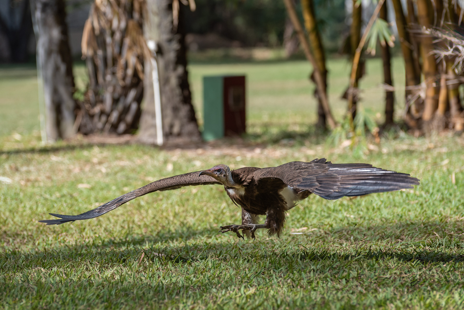 Vulture, Hooded (Necrosyrtes monachus)