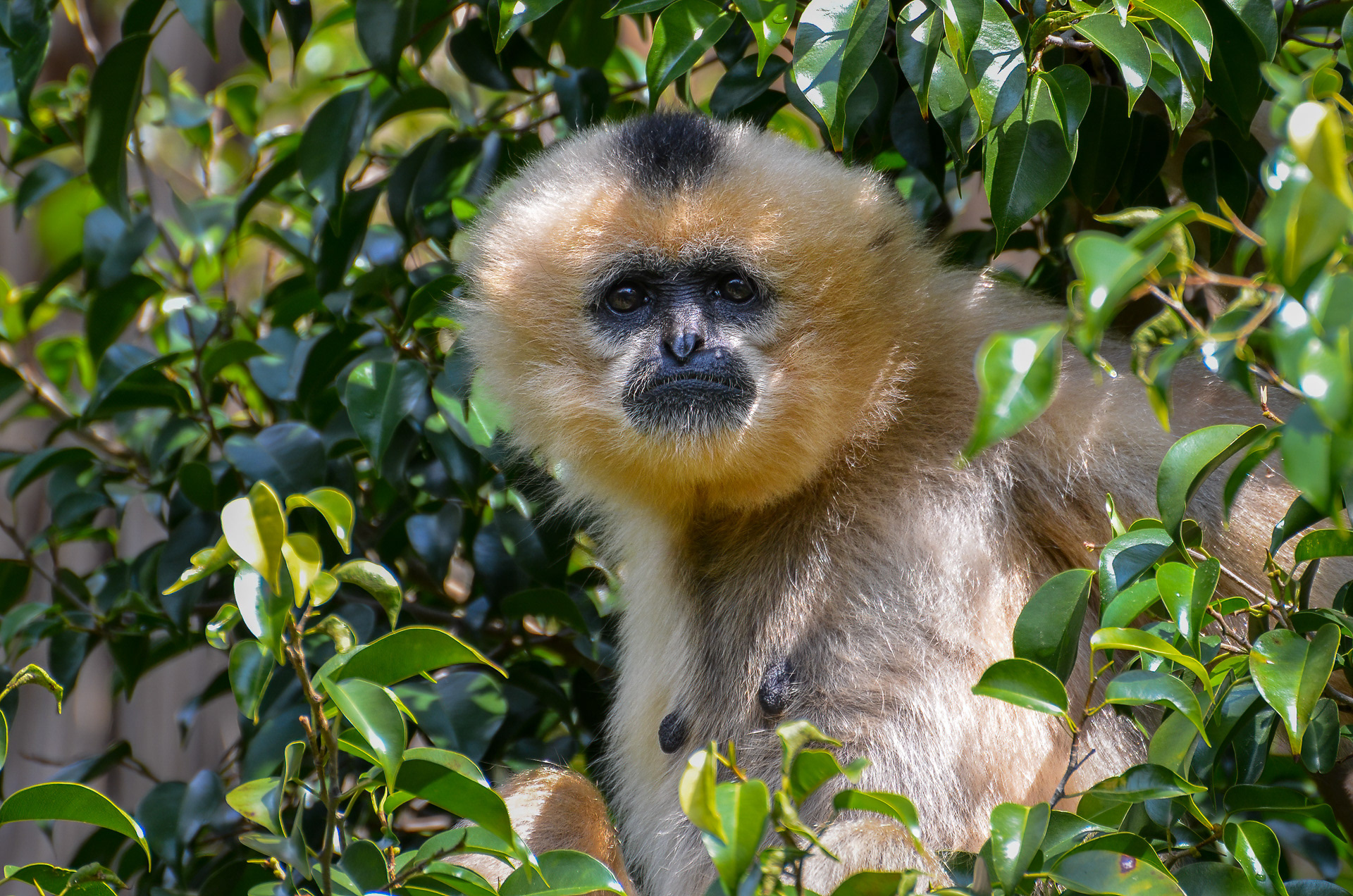 Gibbon, Yellow-cheeked (Nomascus gabriellae)