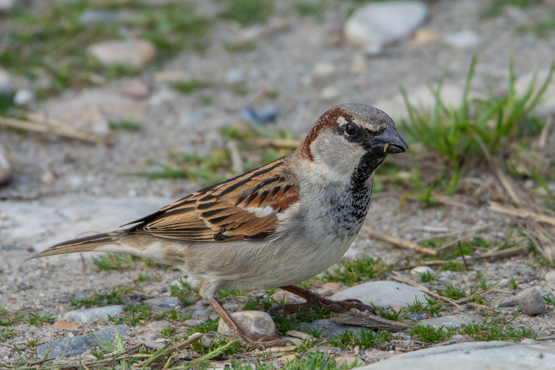 House Sparrow