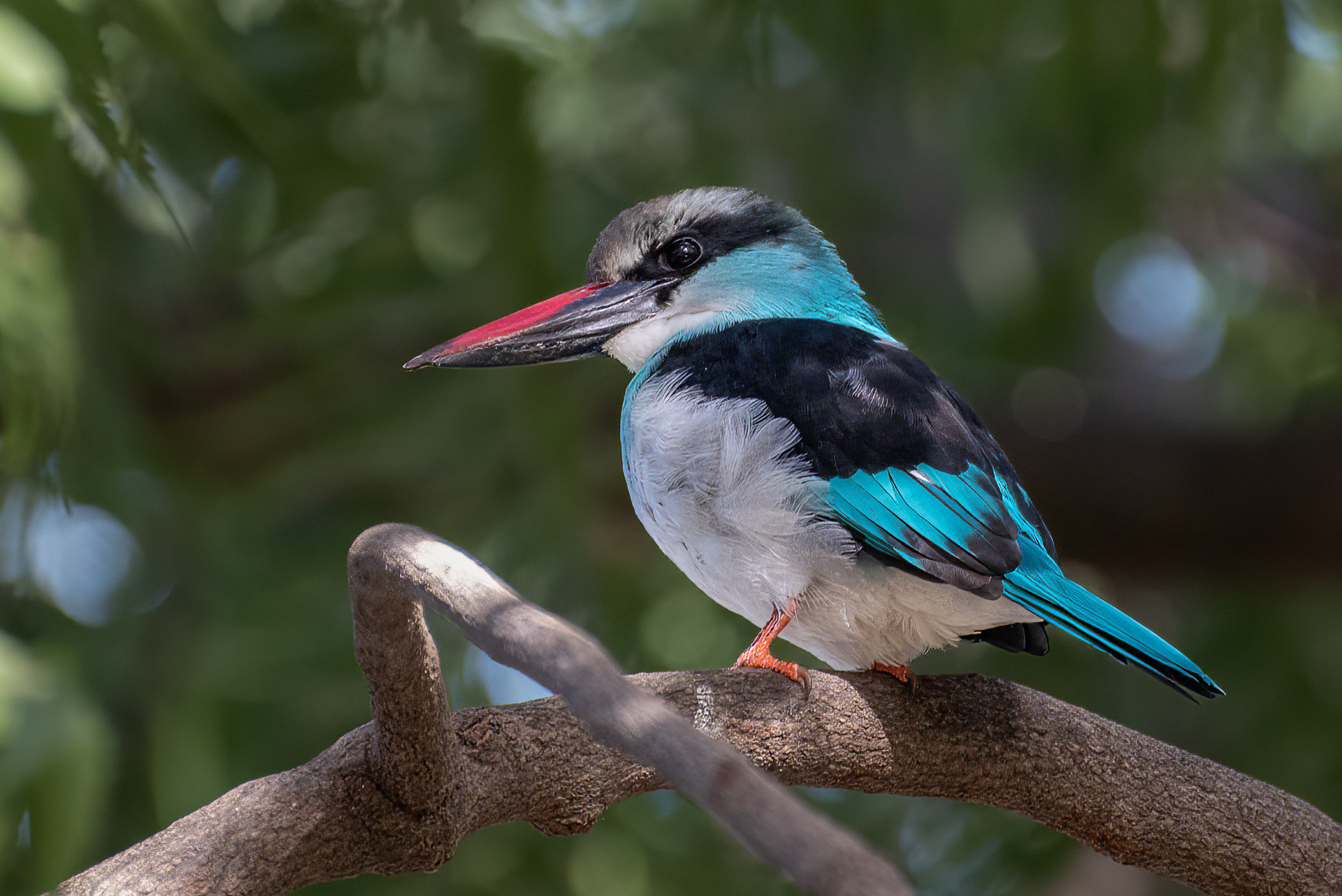 Blue-breasted Kingfisher