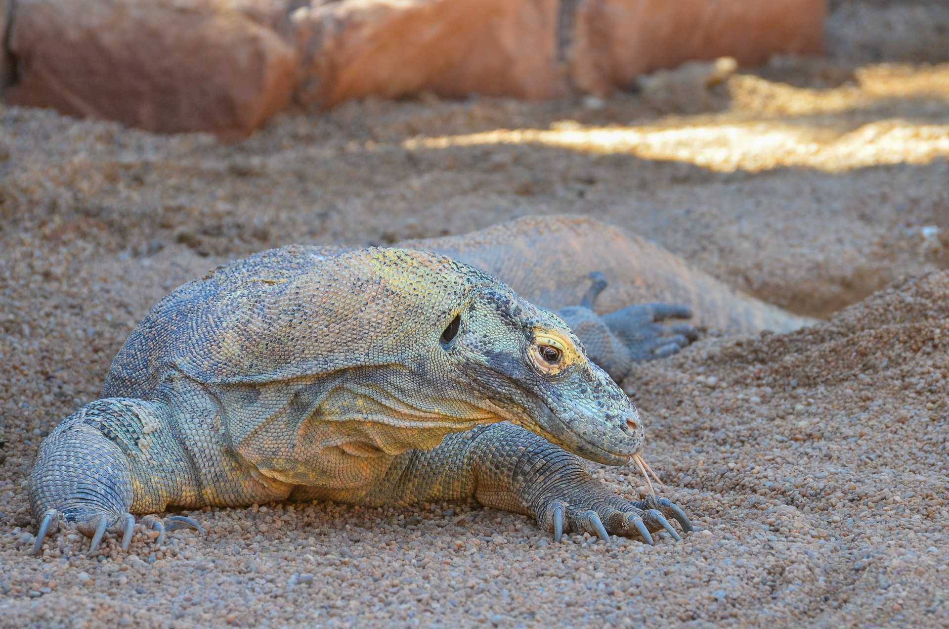 Dragon, Komodo
