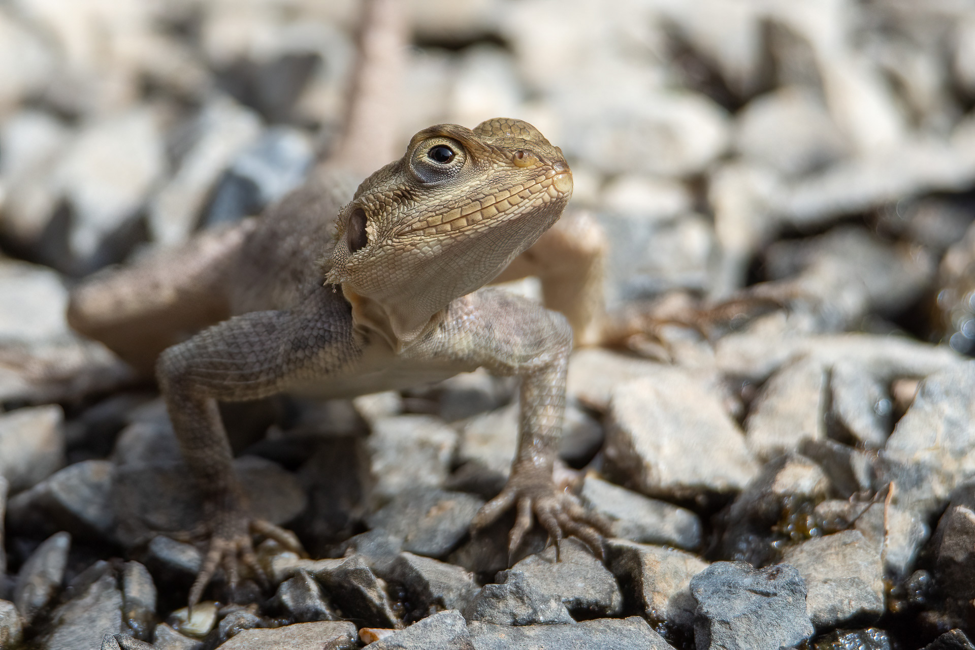 Agama