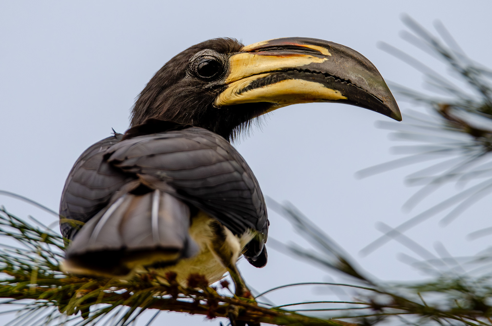 West African Pied Hornbill