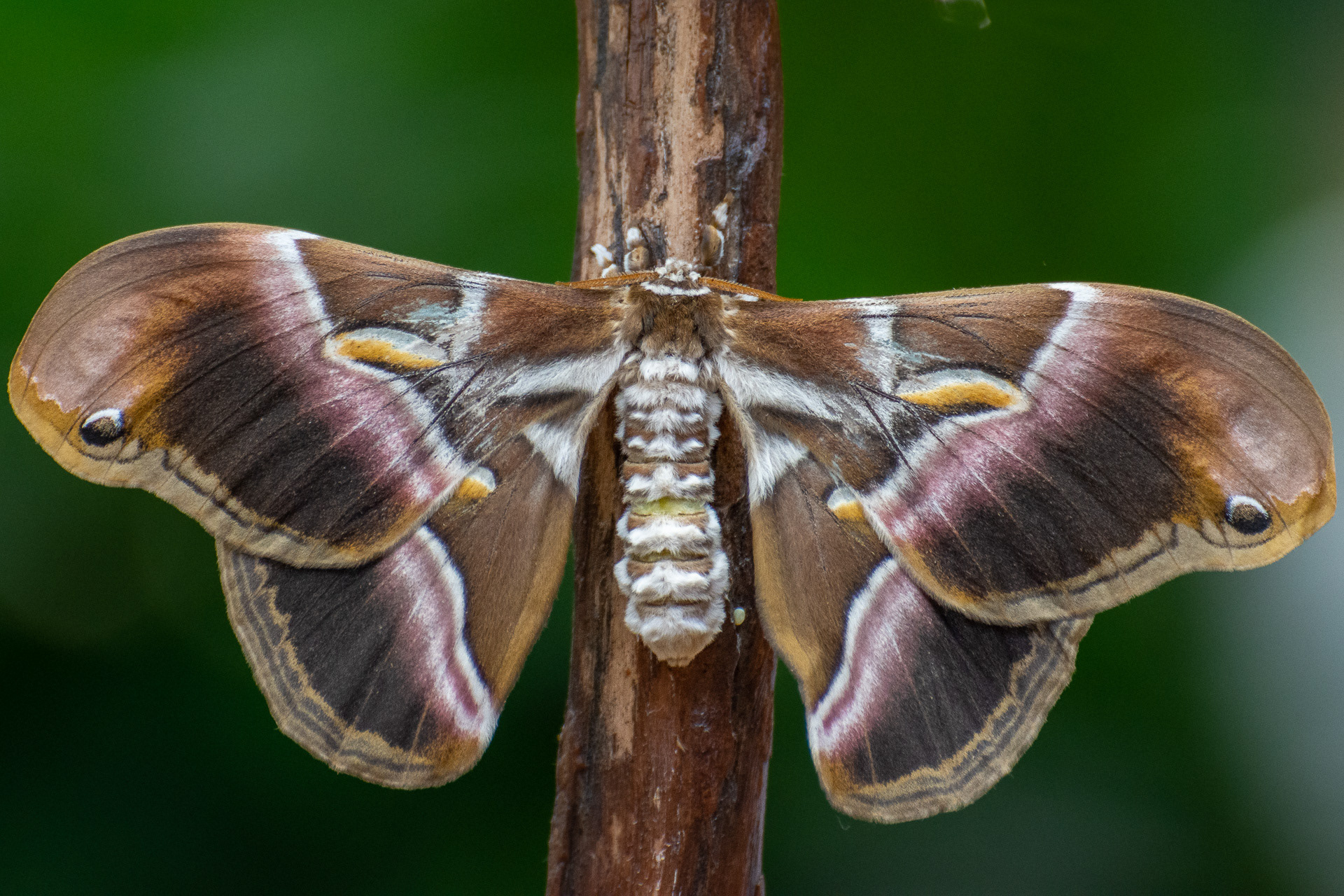 Eri Silk Moth (Samia cynthia ricini)