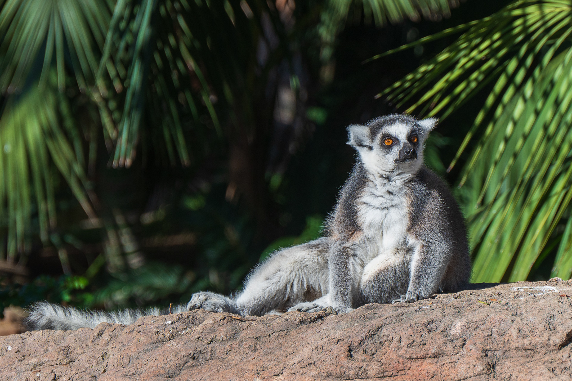 Lemur, Ring-tailed  (Lemur catta)