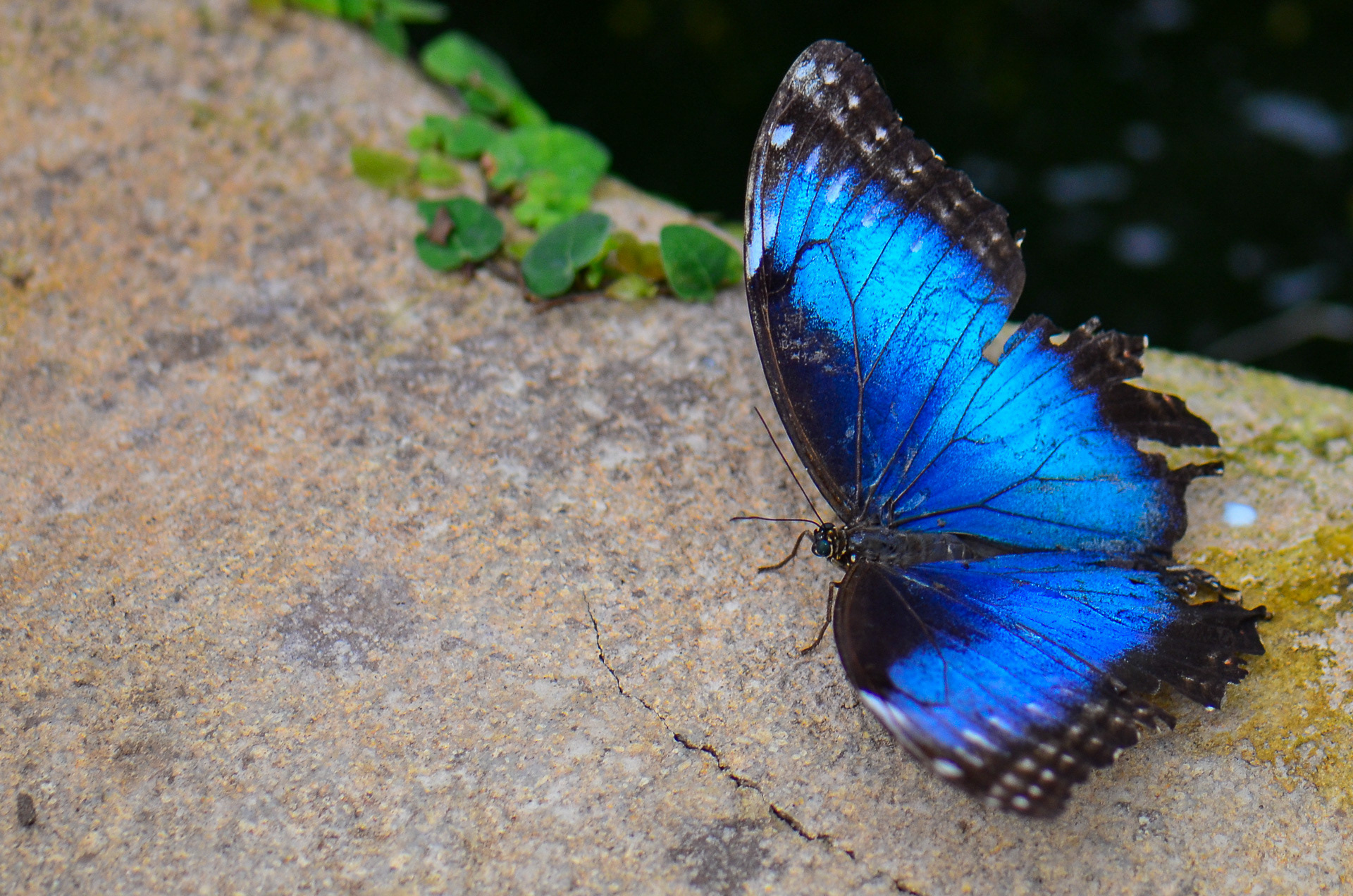 Peleides Blue Morpho