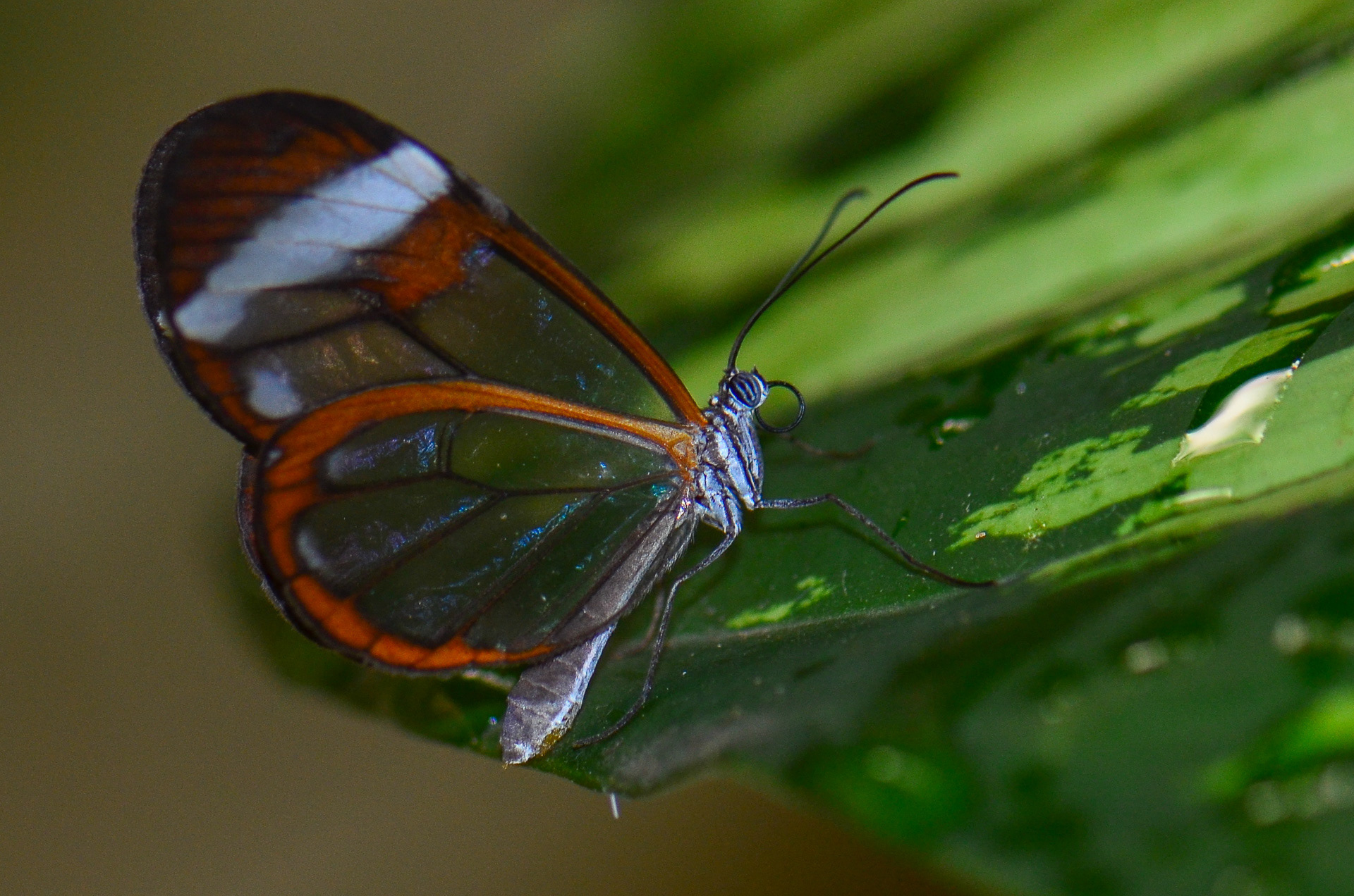 Glass-winged