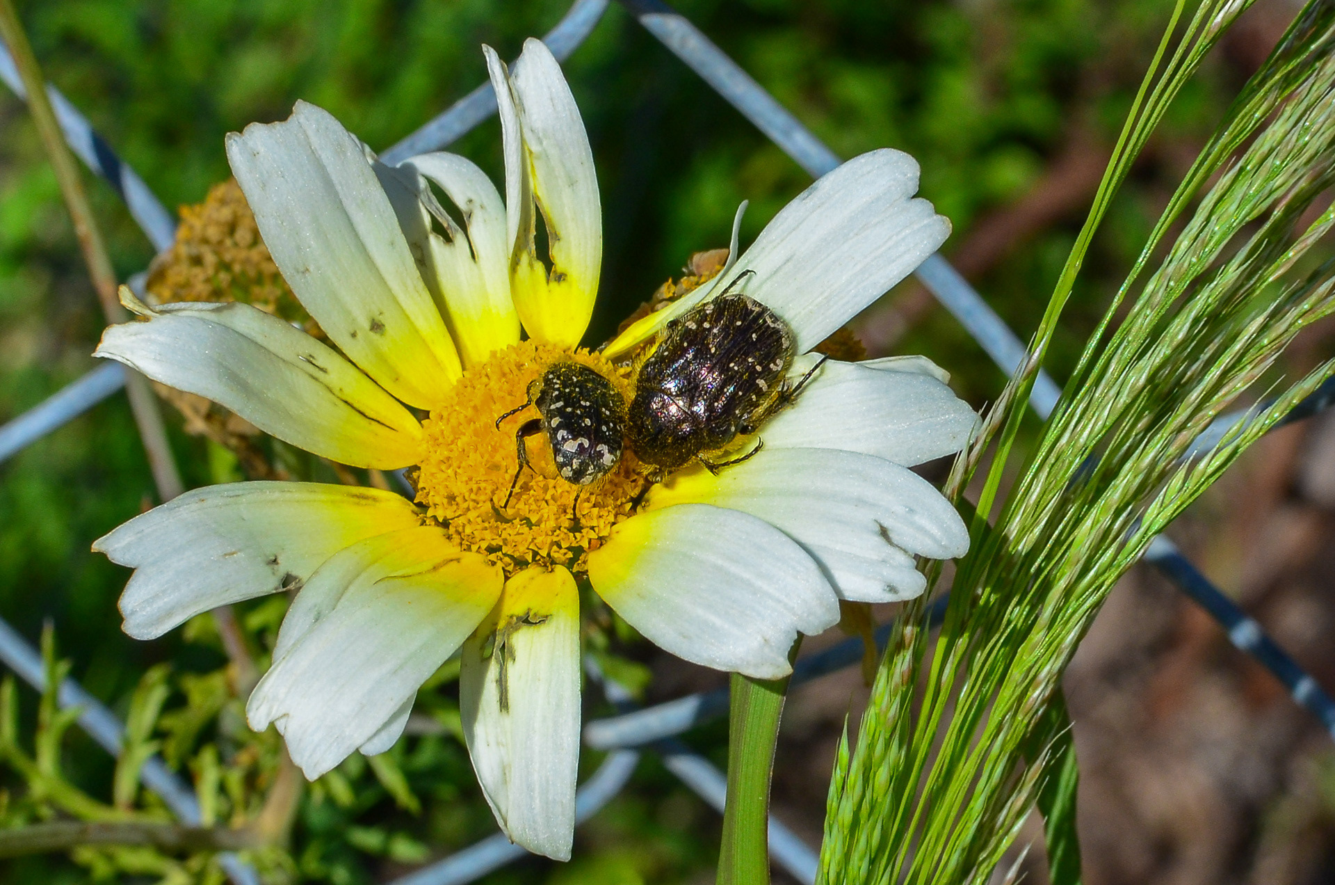 White-spotted Rose-beetle (Oxythyrea funesta)