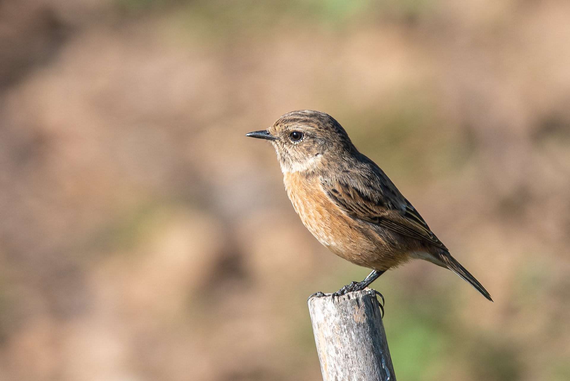 Stonechat (female)