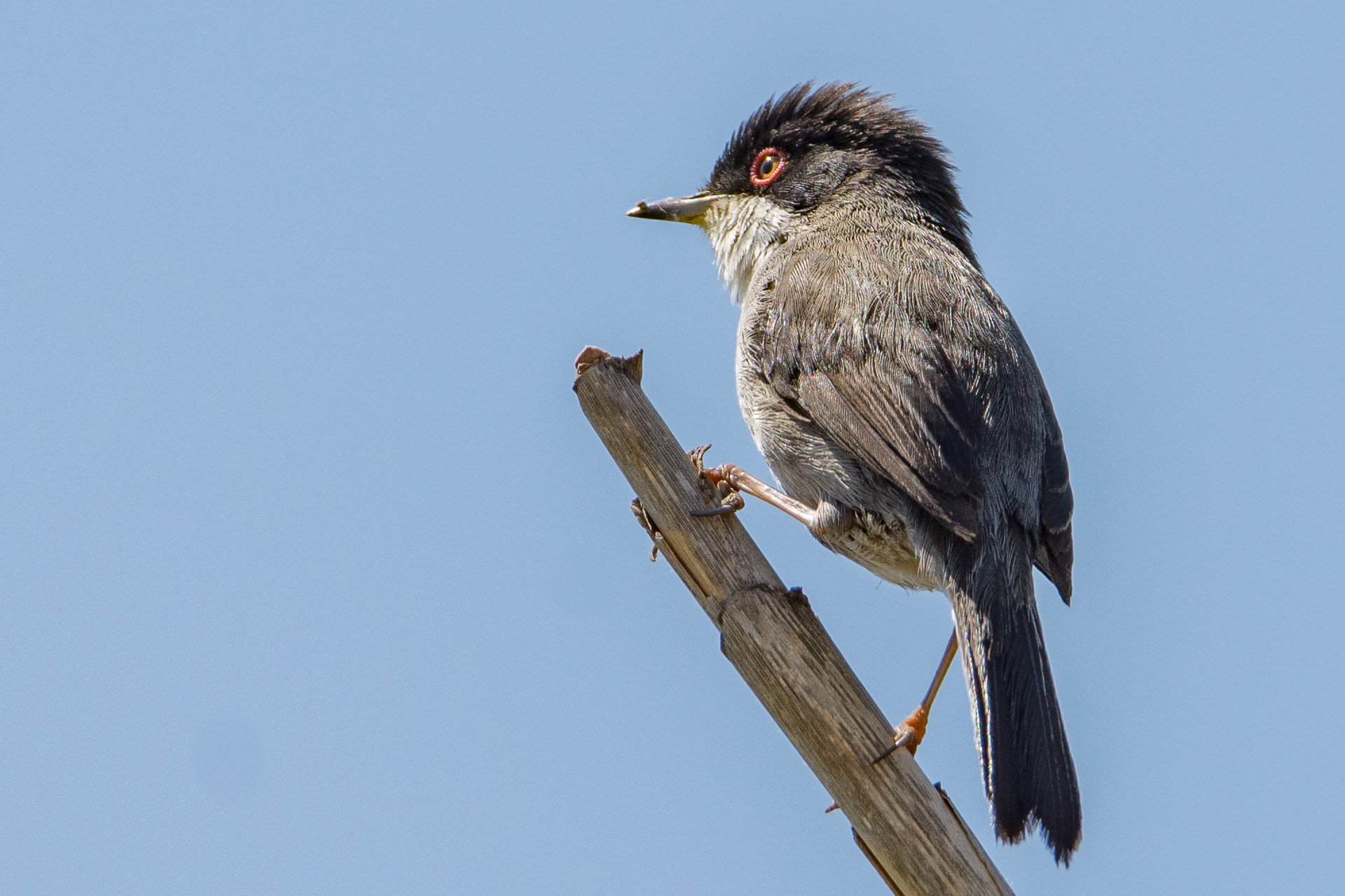 Sardinian Warbler