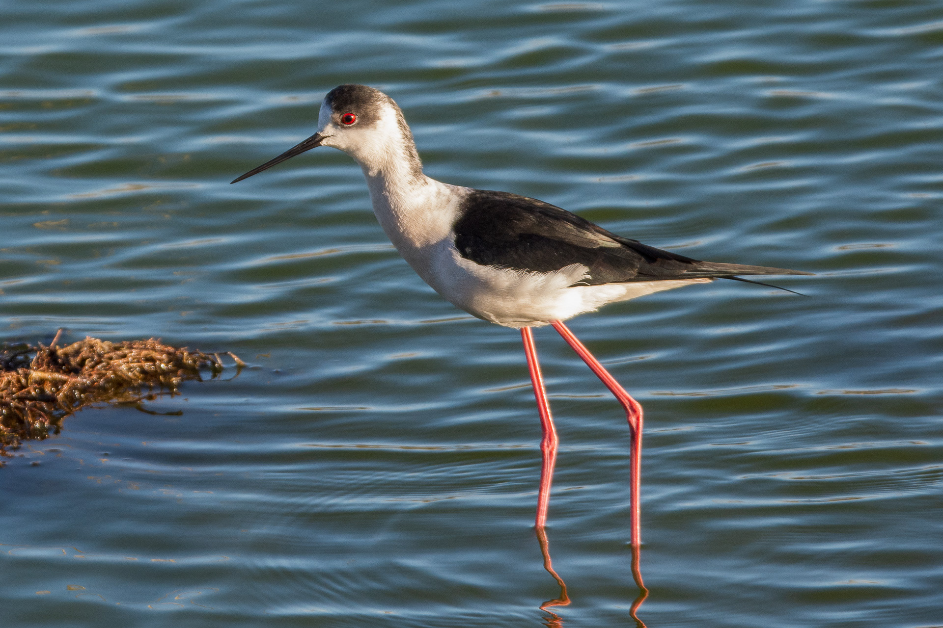 Black-winged Stilt