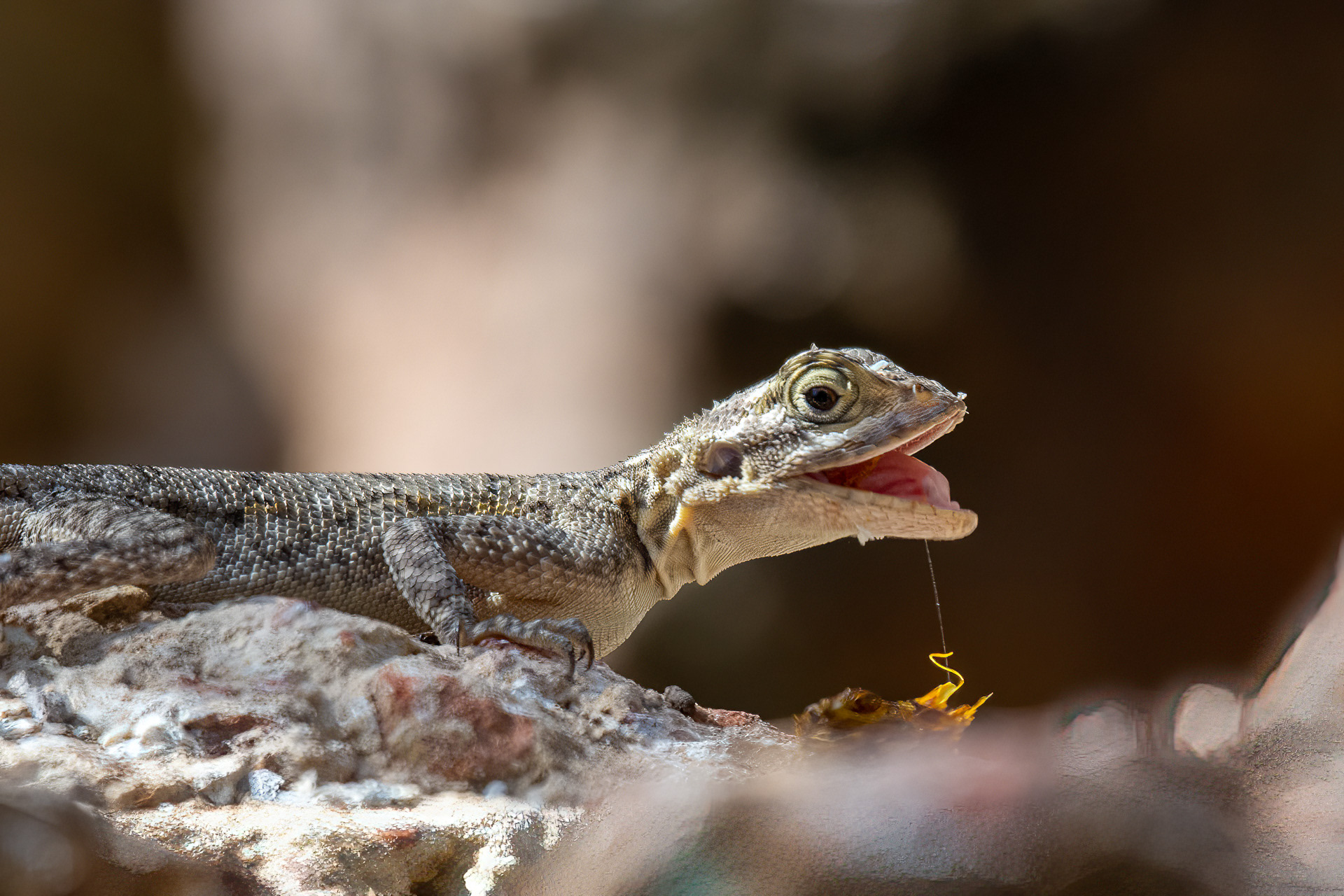 Agama
