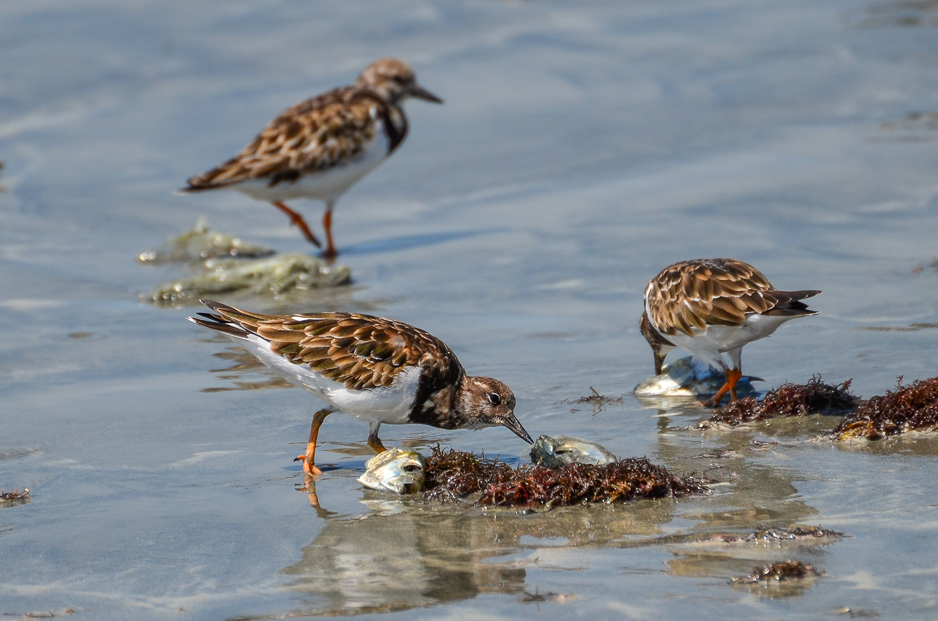 Ruddy Turnstone