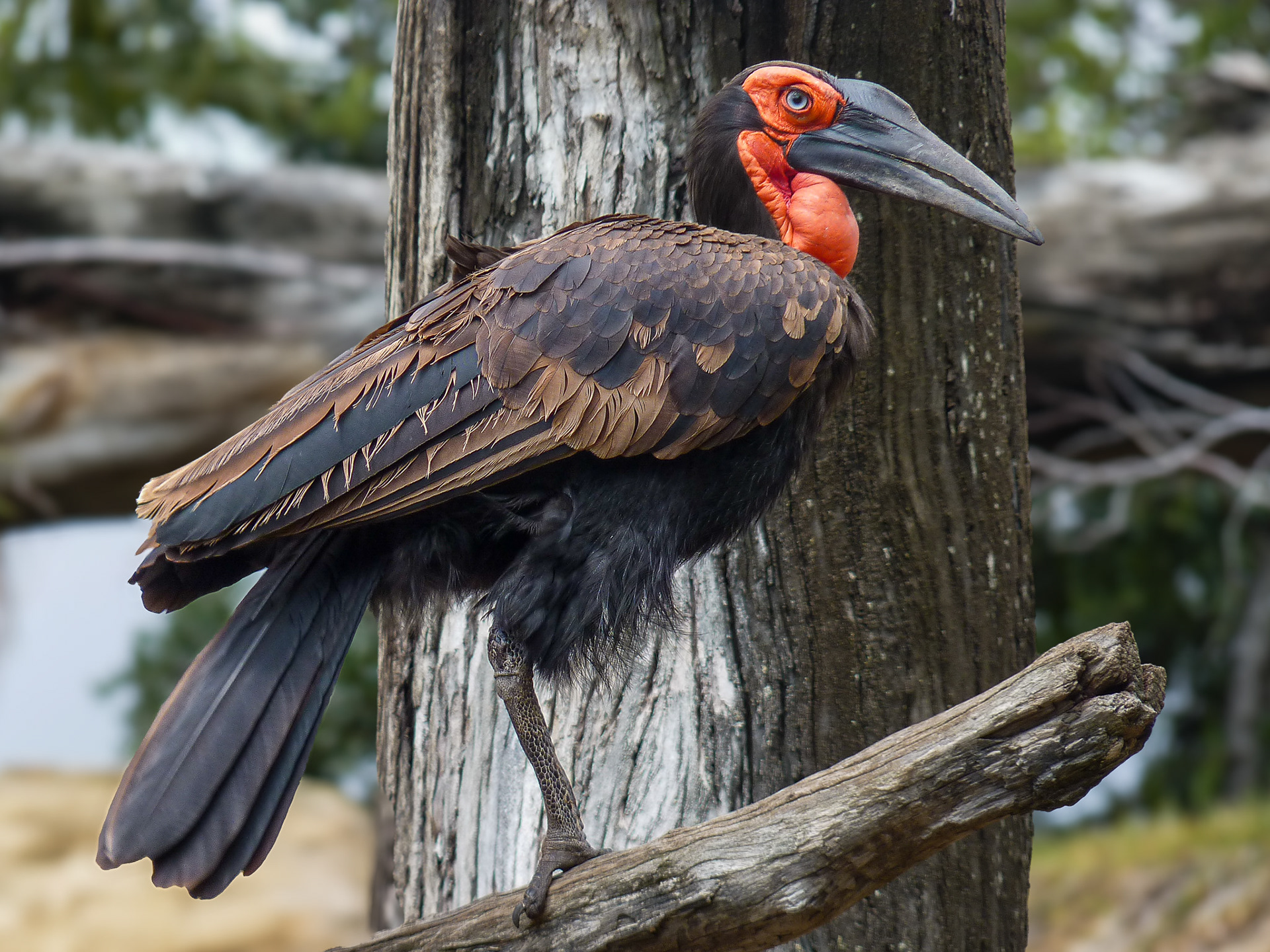 Southern Ground Hornbill