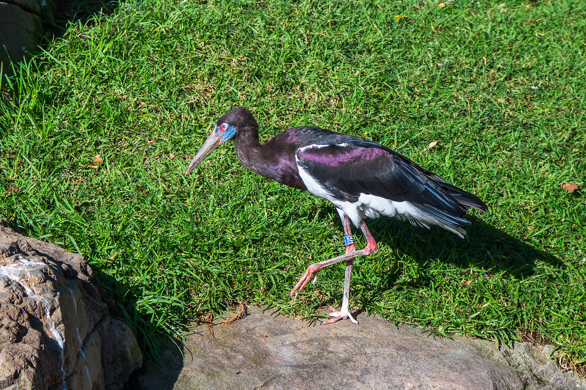 Abdim's Stork