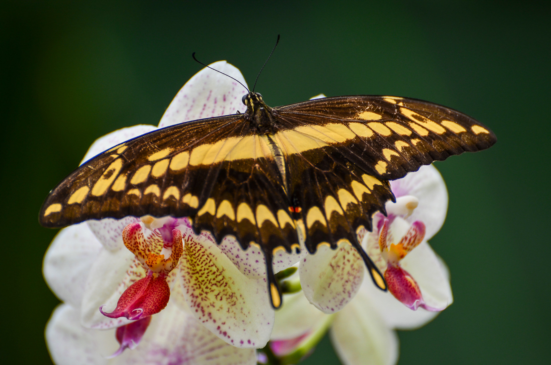 King Swallowtail