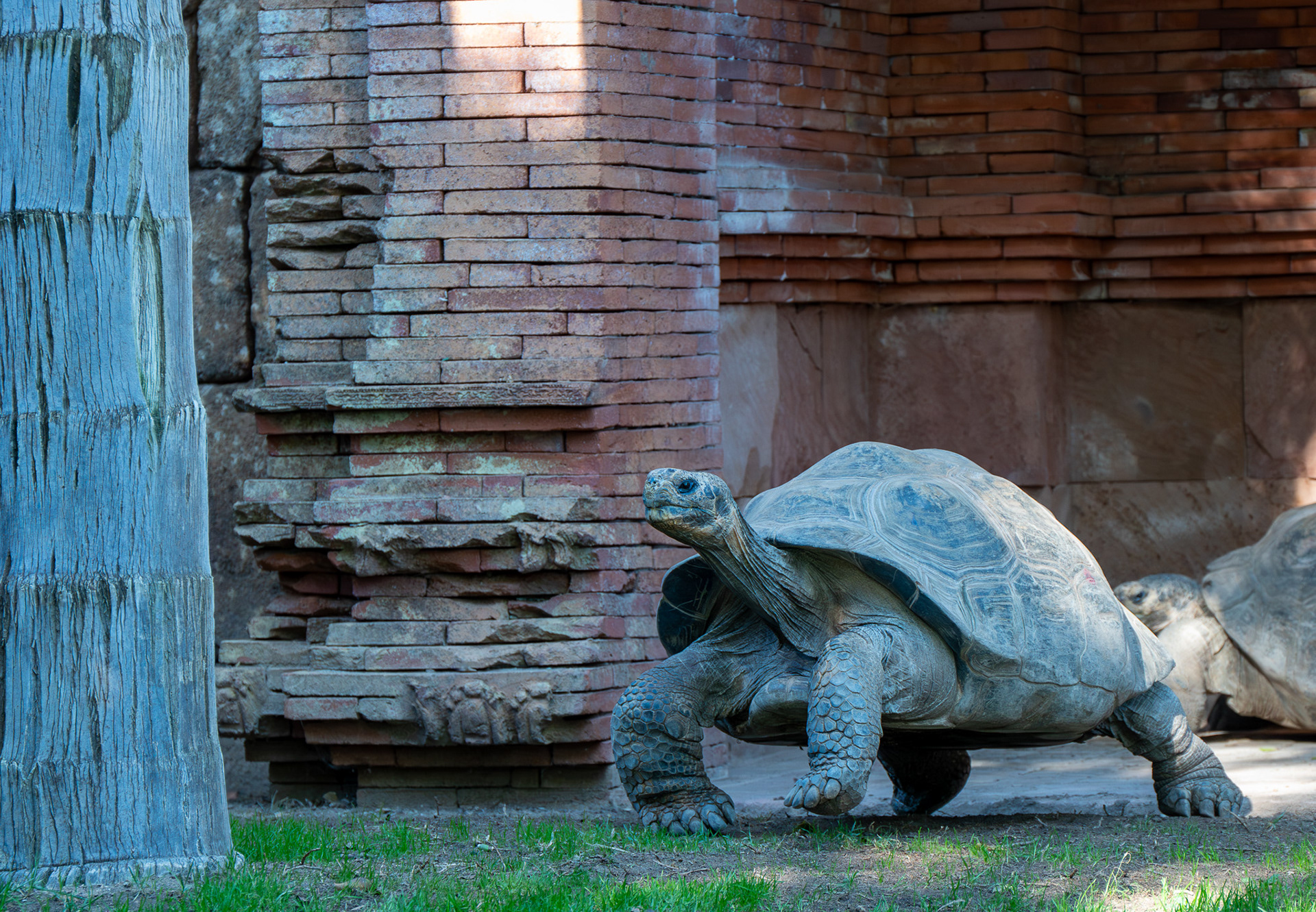 Giant Galapagos Tortoise