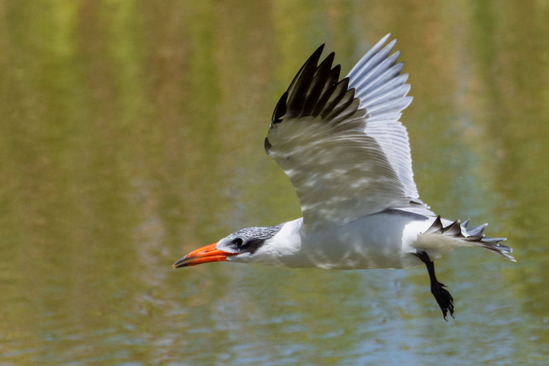 Caspian Tern