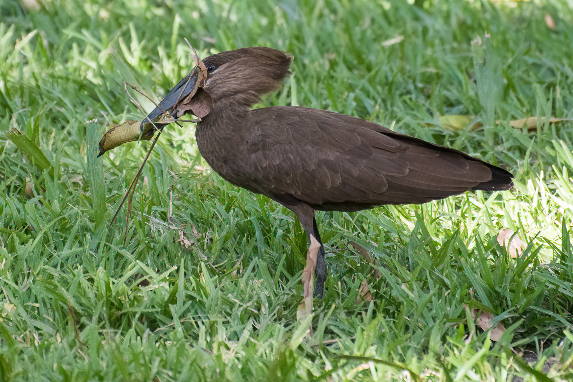 Hamerkop