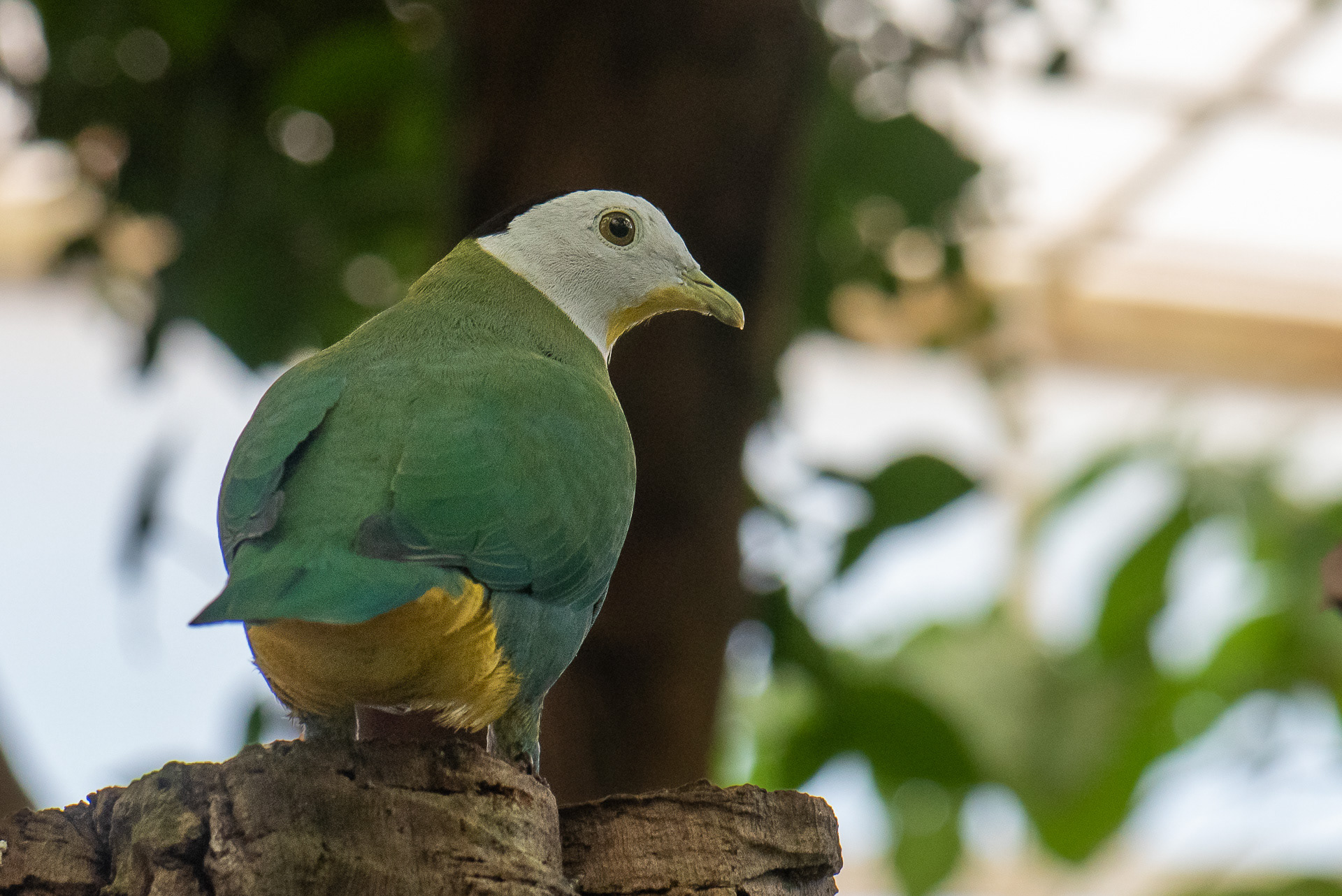 Dove, Black-naped (Ptilinopus melanospilus)