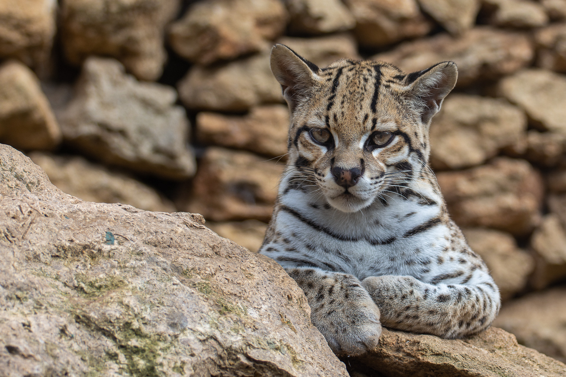 Ocelot