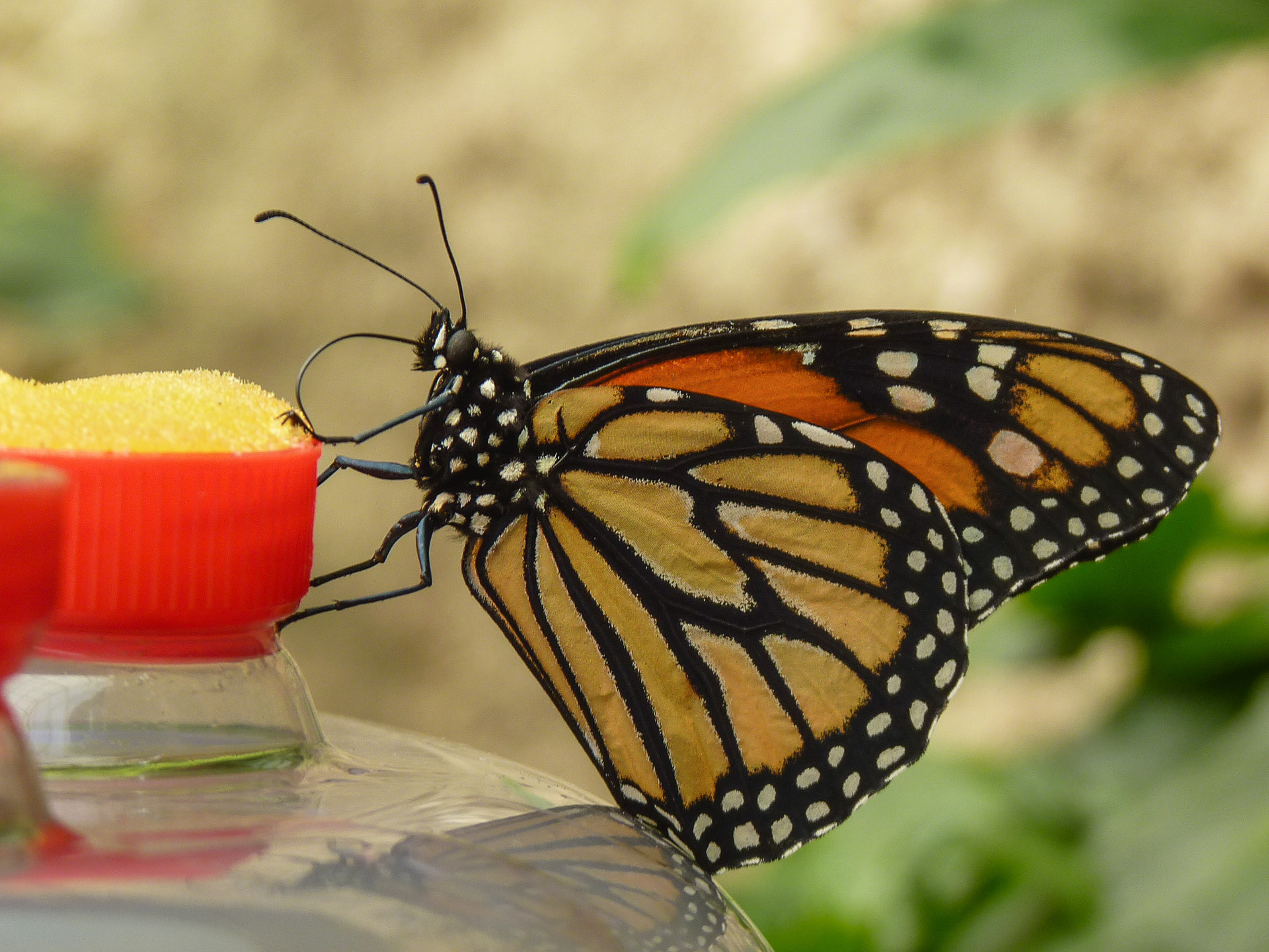 Monarch