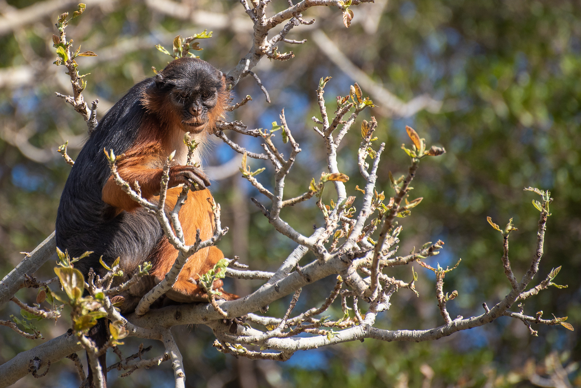 Colobus, Red (Piliocolobus badius)