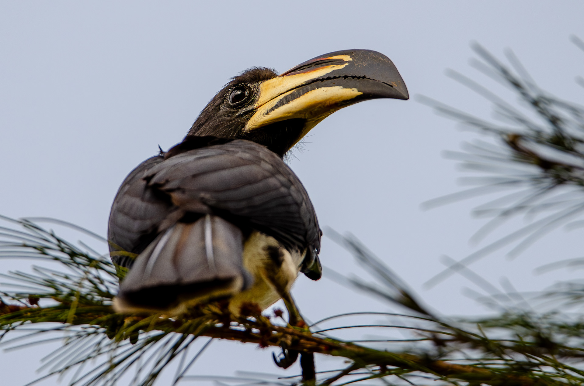 West African Pied Hornbill