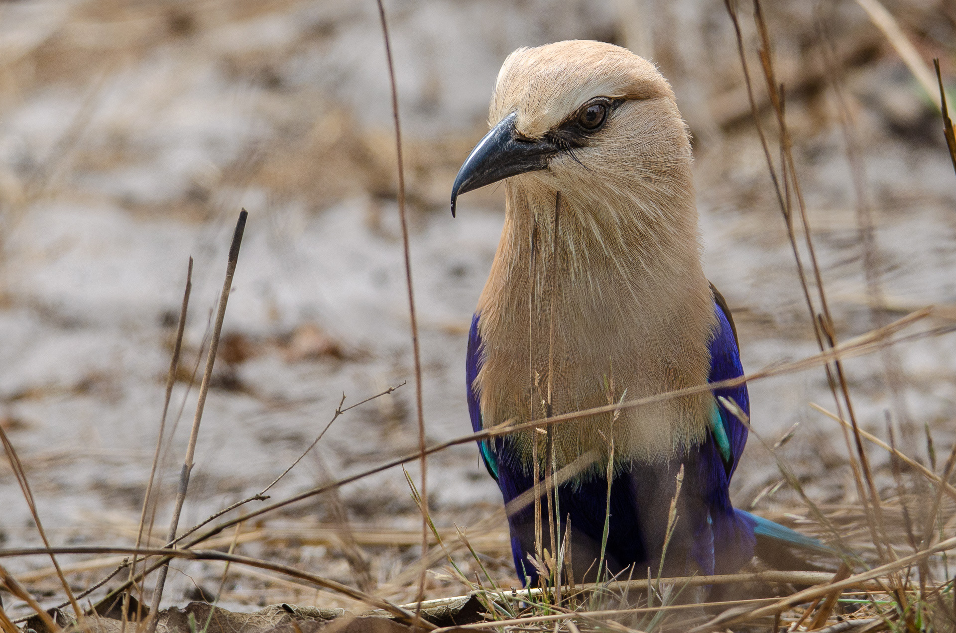 Blue-bellied Roller